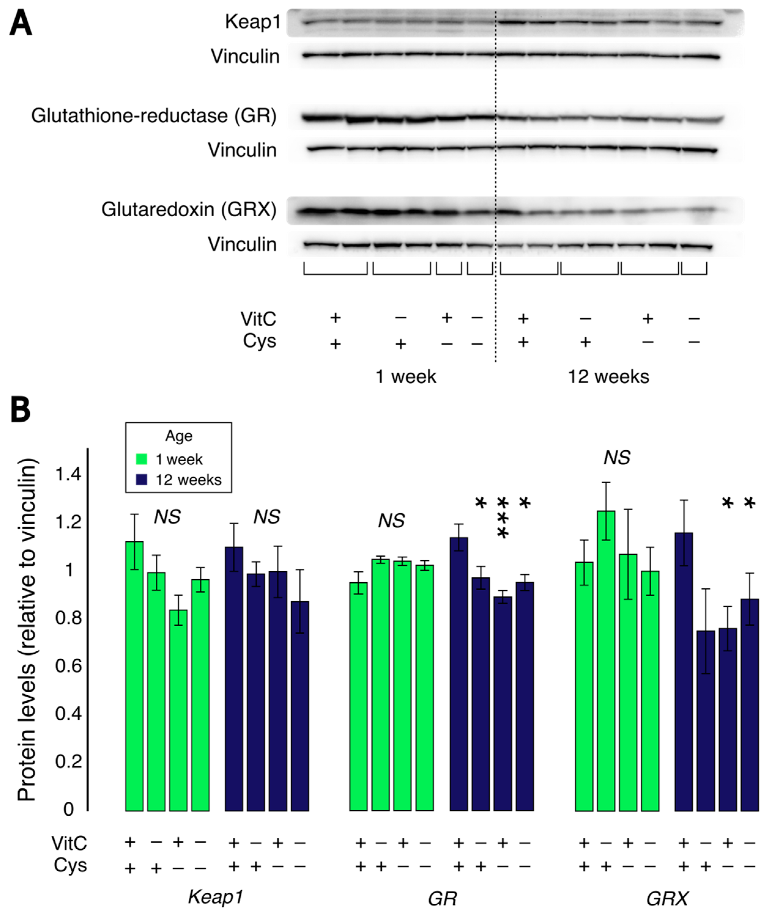 Antioxidants 12 01361 g005