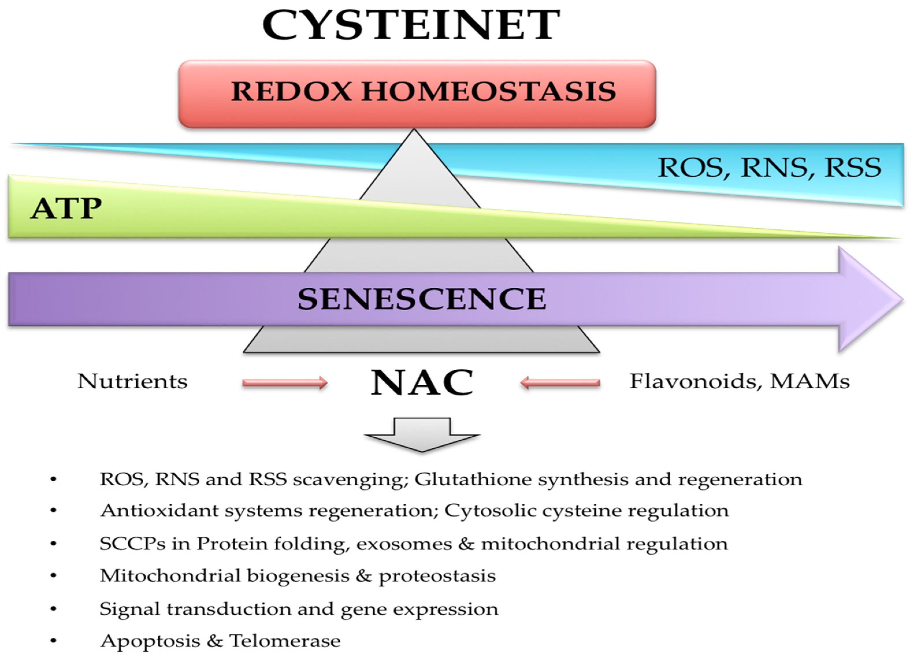 Antioxidants Free FullText Targeting the Cysteine Redox Proteome