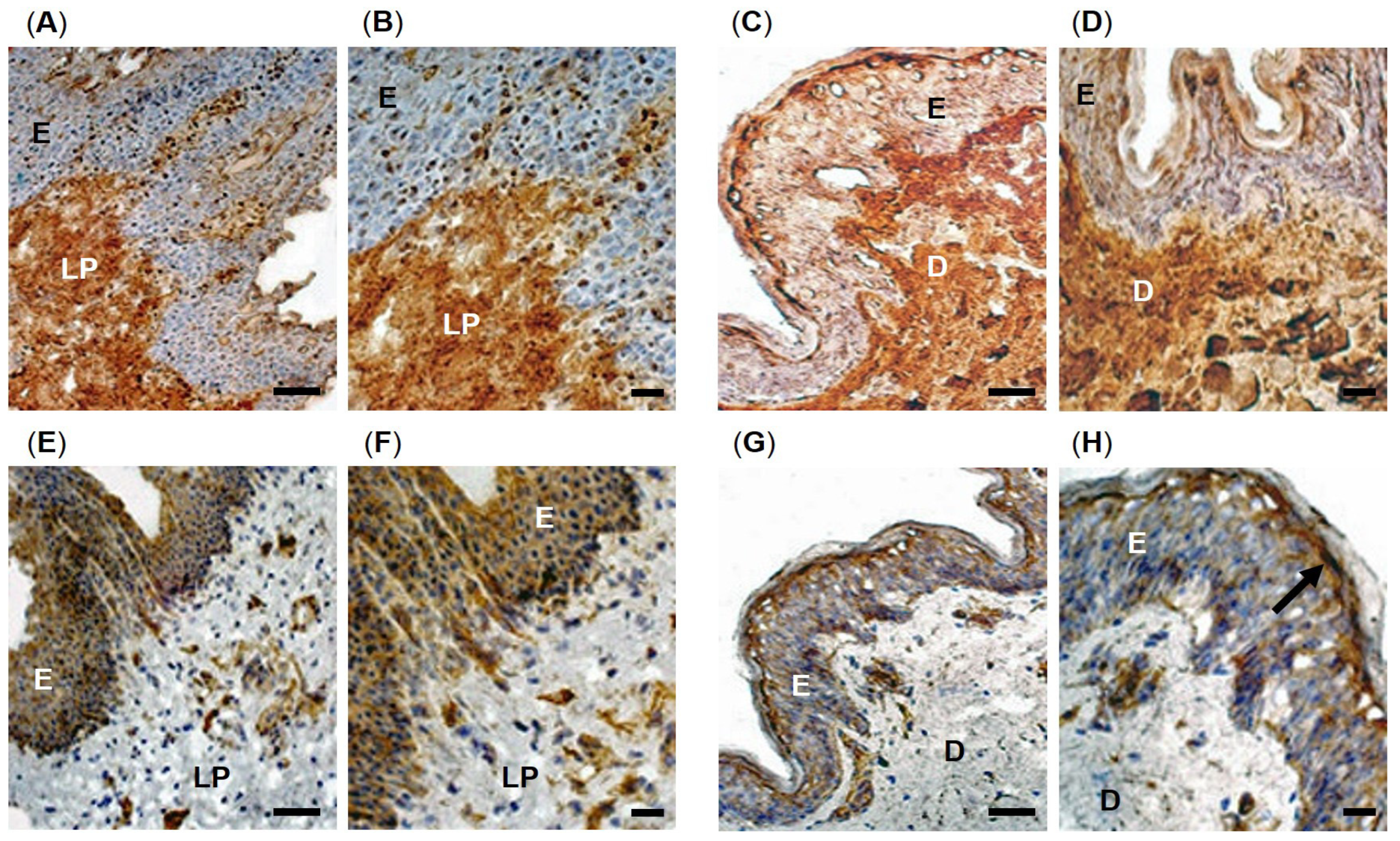 Antioxidants 12 01374 g001