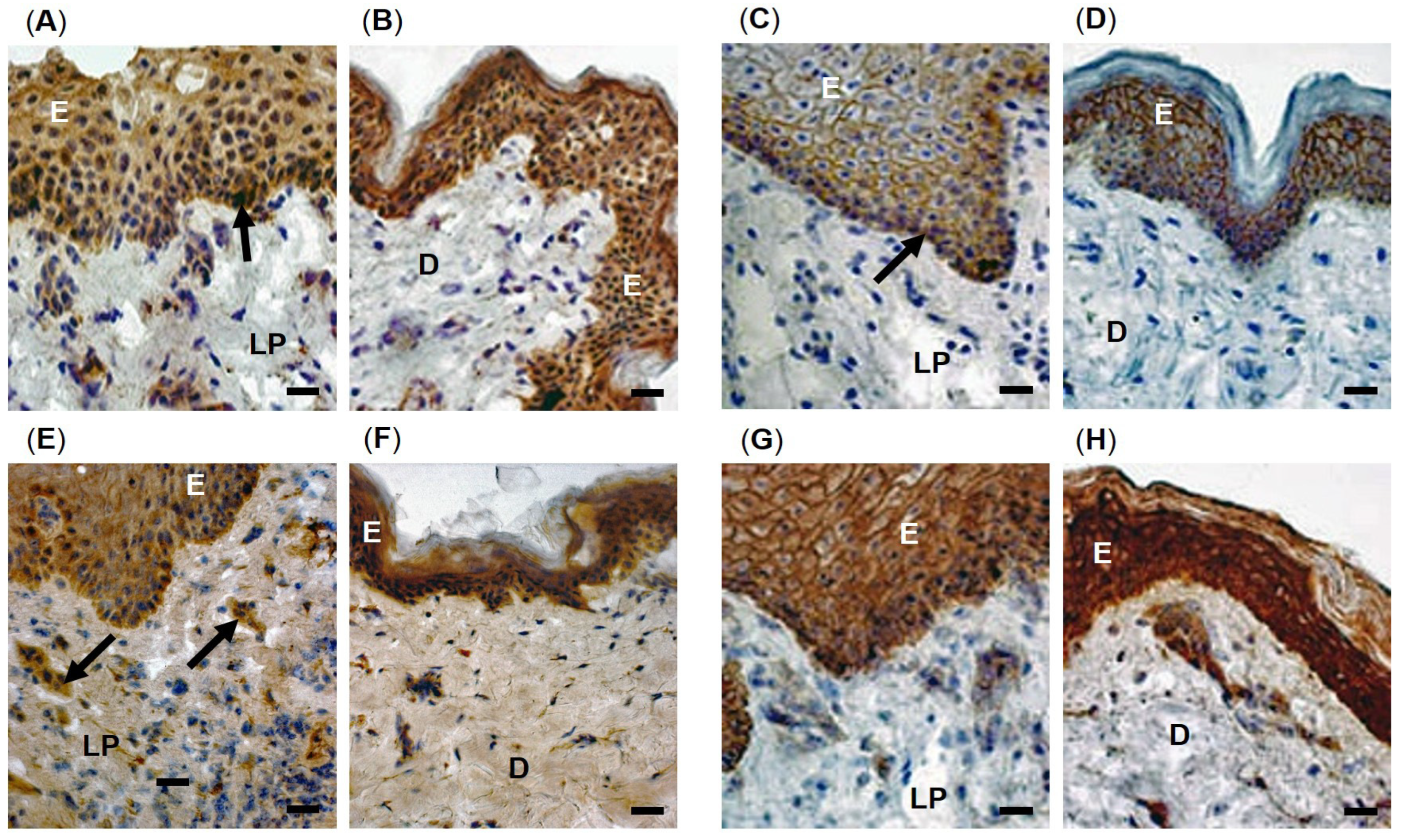 Antioxidants 12 01374 g002