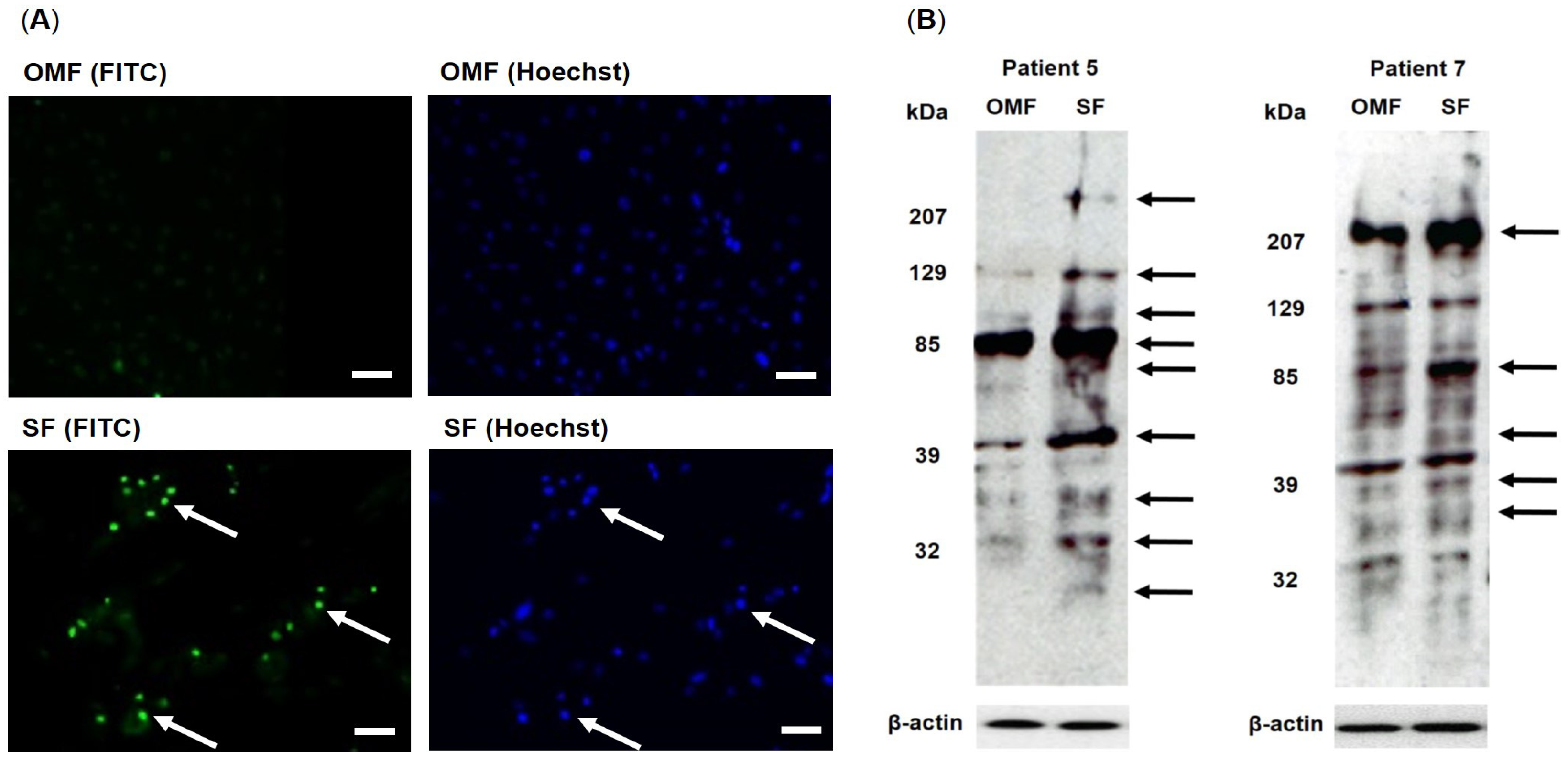 Antioxidants 12 01374 g004
