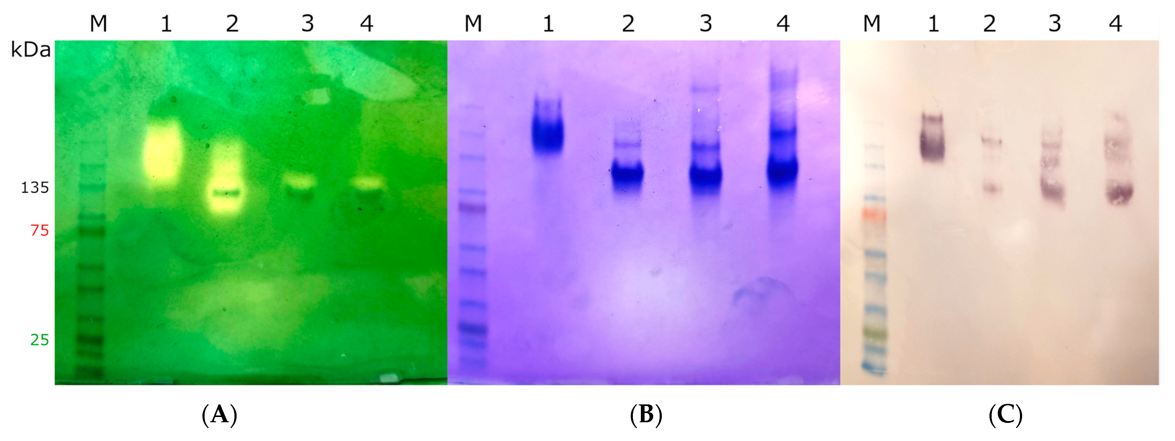 Antioxidants 12 01382 g005 Antioxidants 12 01382 g005