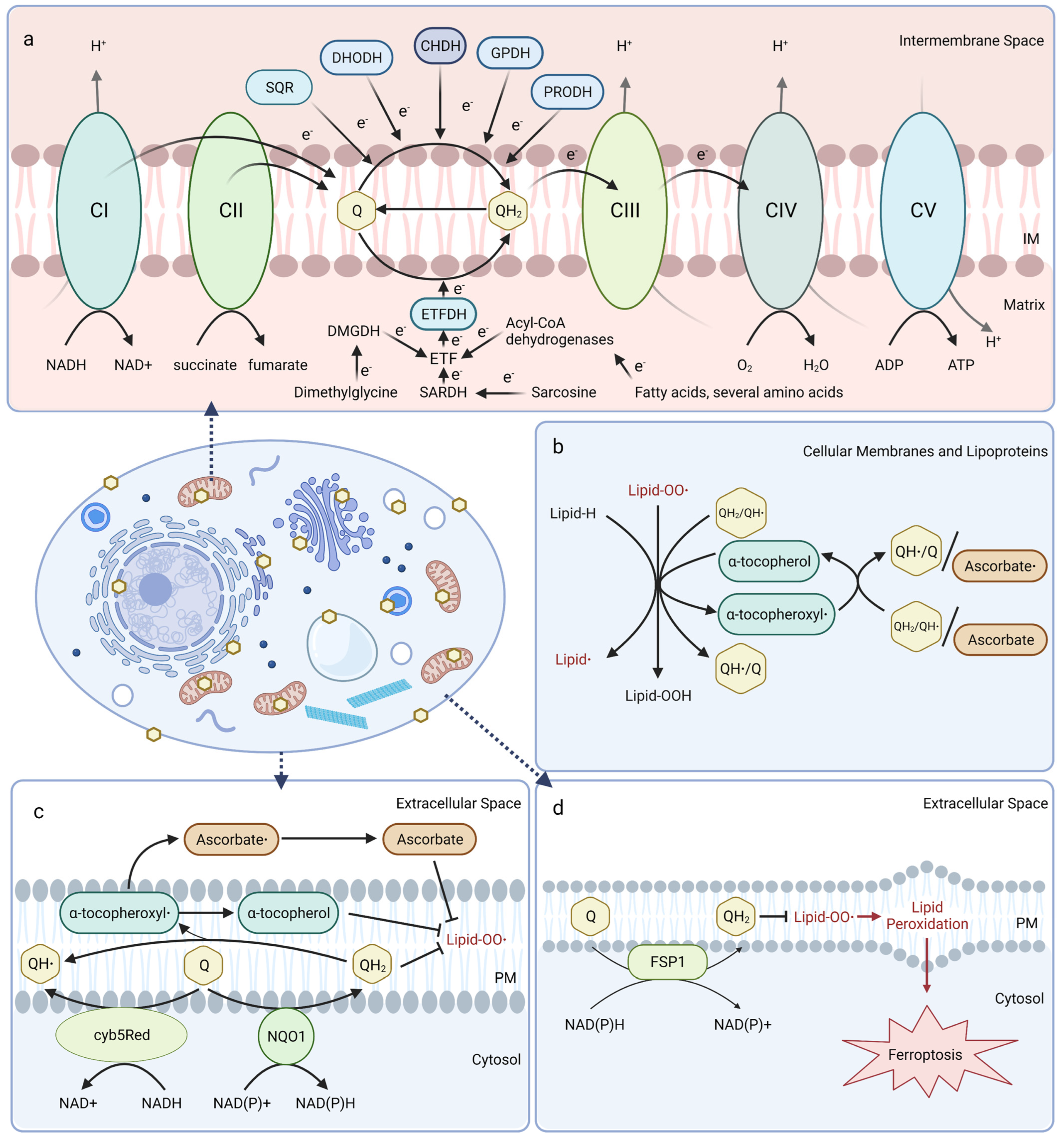 Antioxidants 12 01391 g001 Antioxidants 12 01391 g001