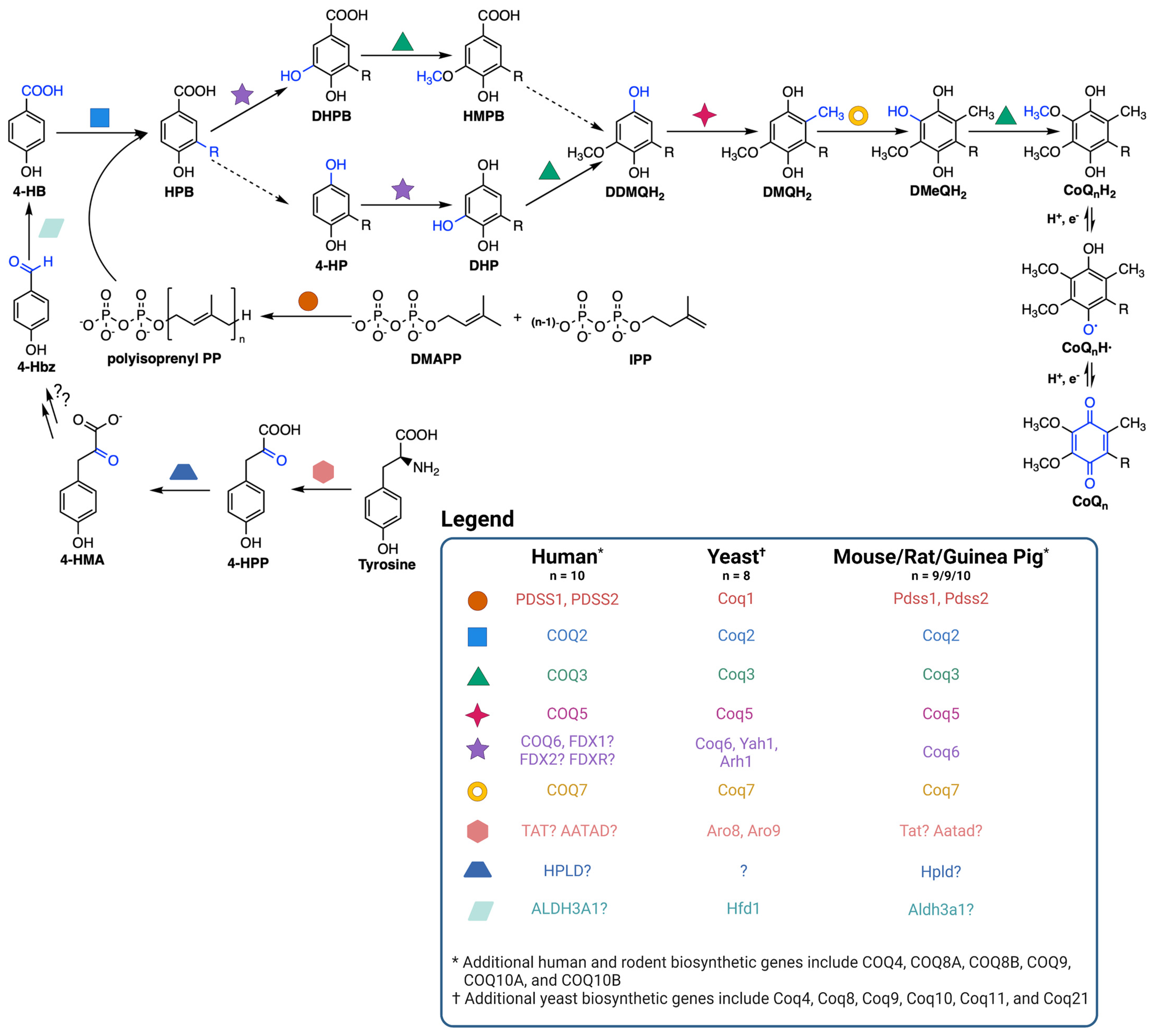 Antioxidants 12 01391 g002 Antioxidants 12 01391 g002