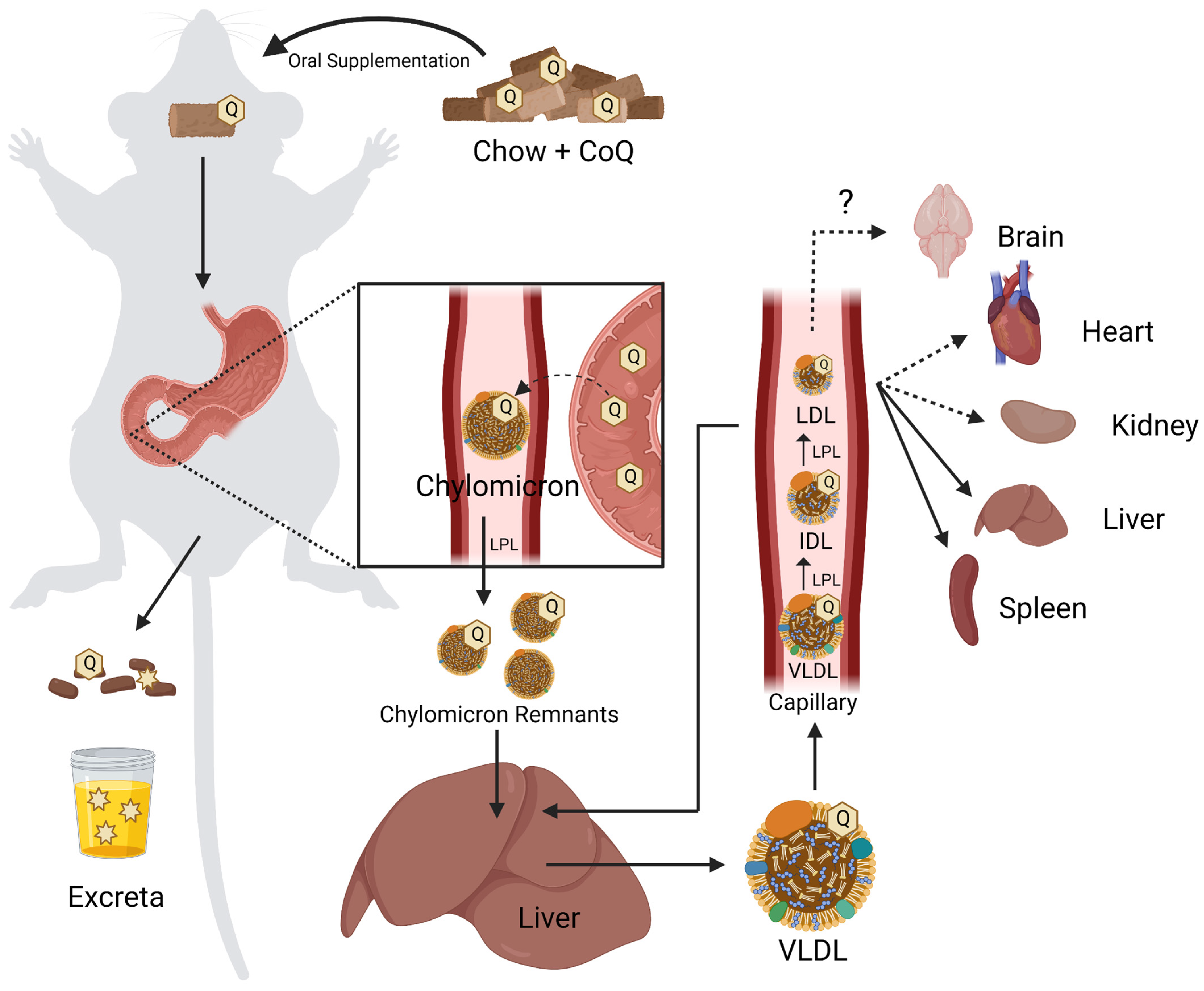 Antioxidants 12 01391 g007 Antioxidants 12 01391 g007