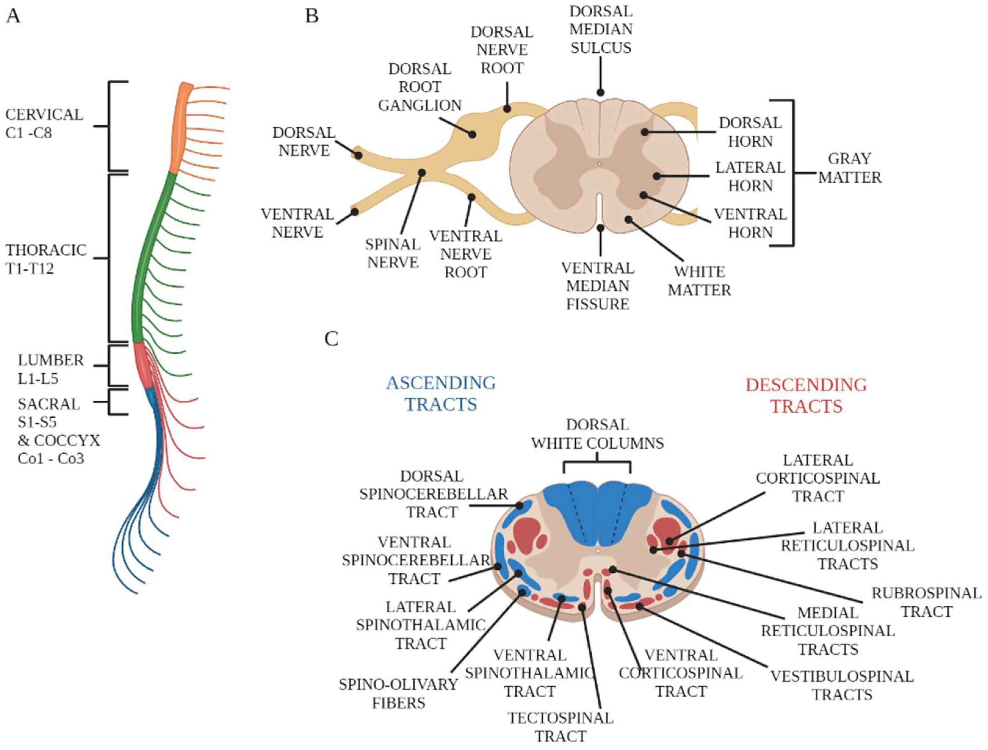 Can Spinal Cord Injuries Affect the Brain? - Total Community Care