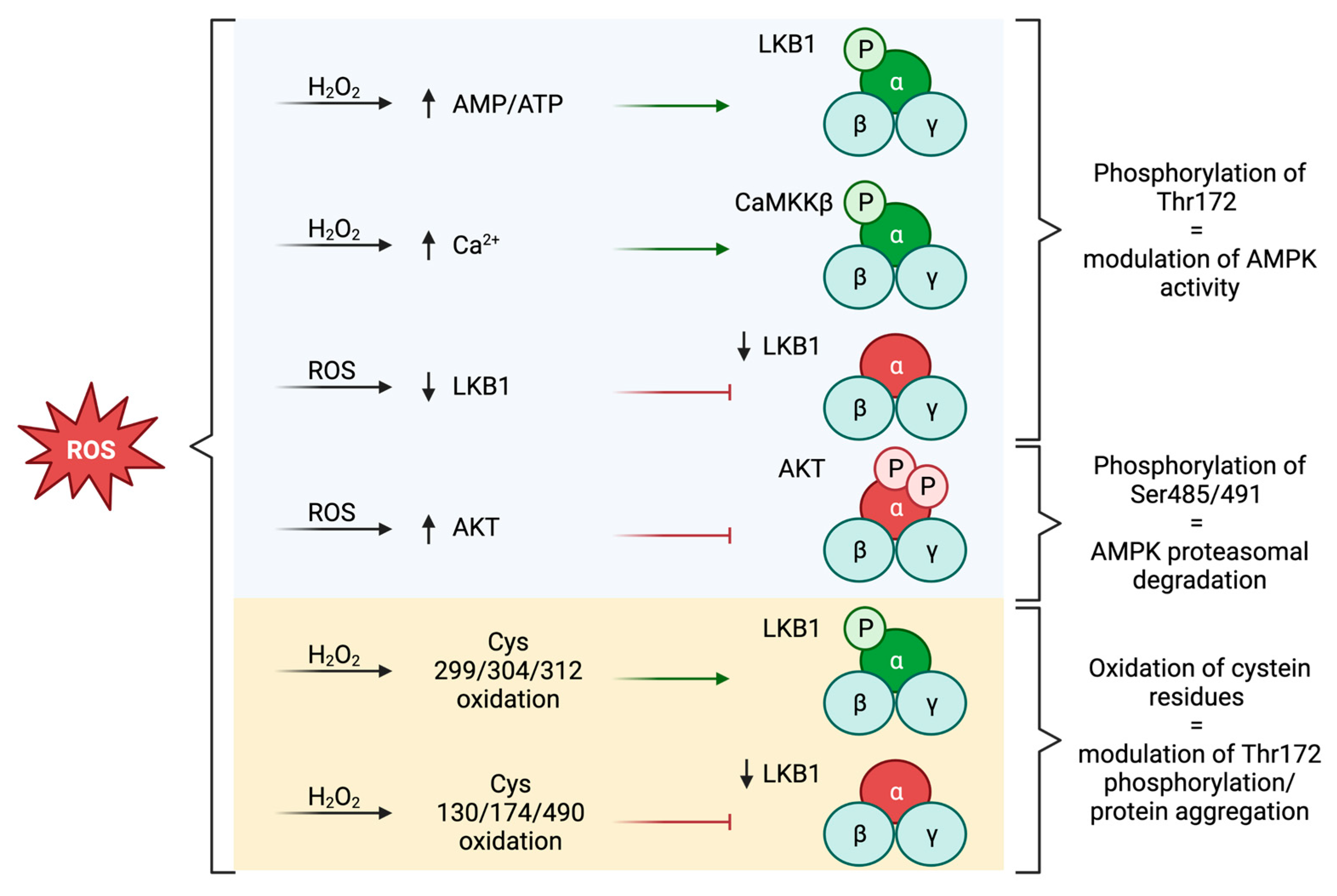 Antioxidants 12 01406 g001