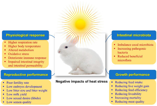 Female rabbit 2024 in heat