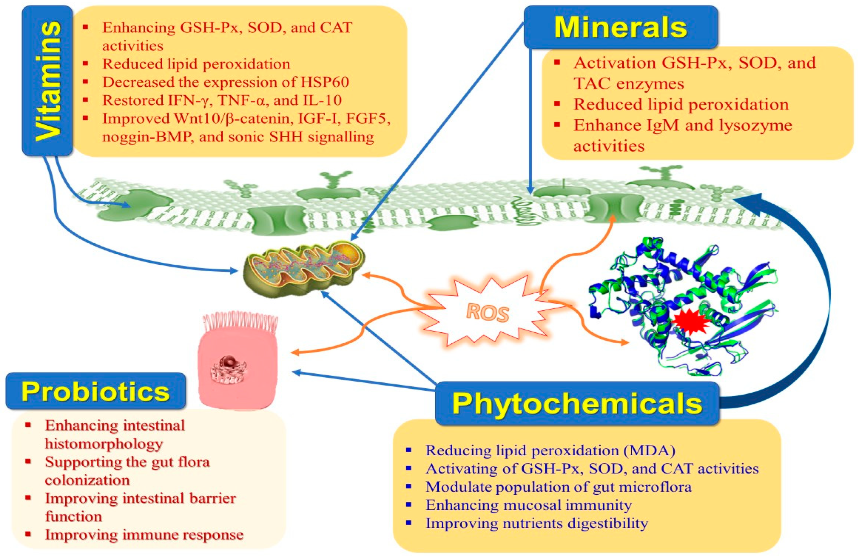 Antioxidants 12 01407 g002 Antioxidants 12 01407 g002