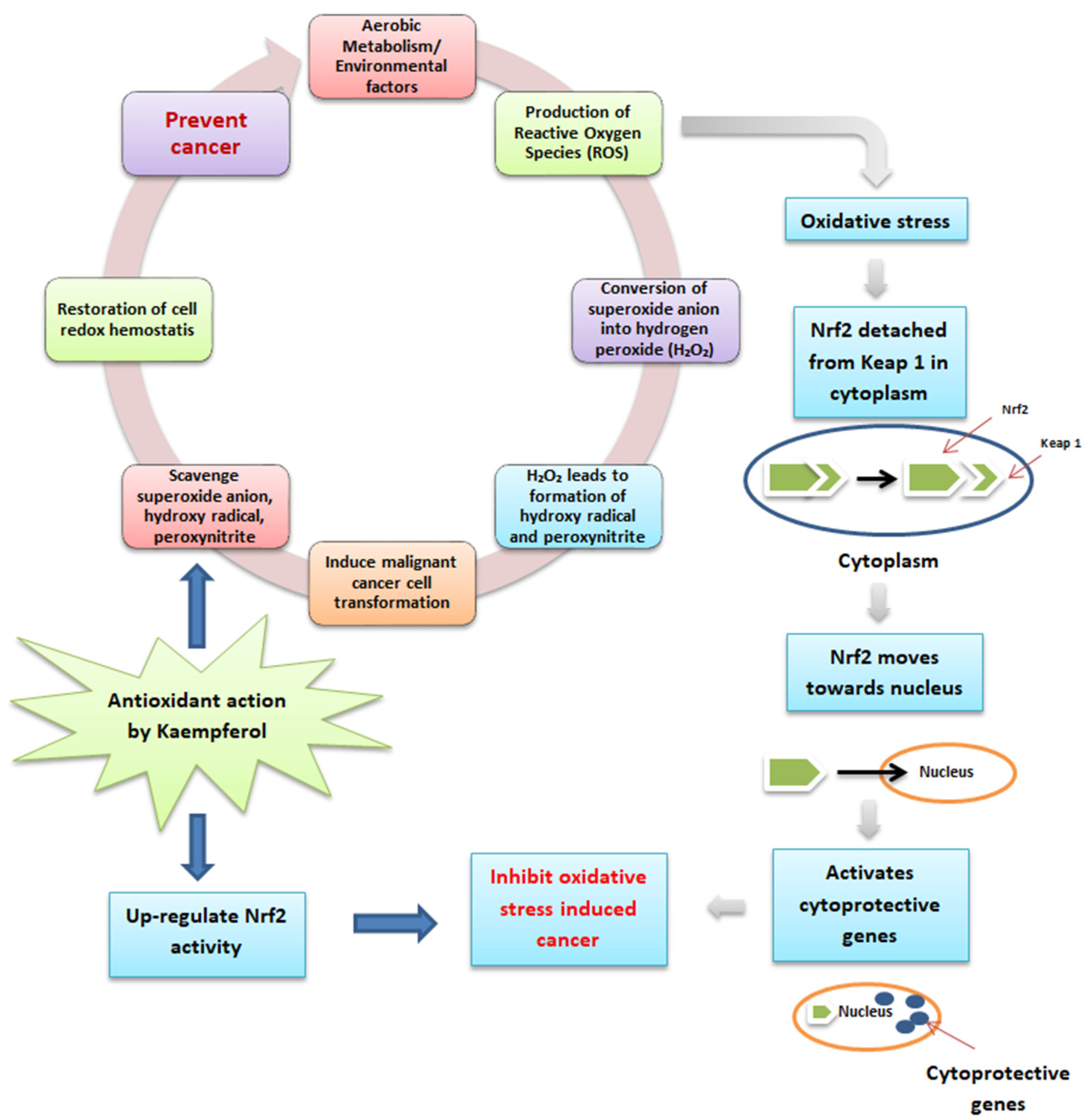 Antioxidants 12 01413 g003 Antioxidants 12 01413 g003