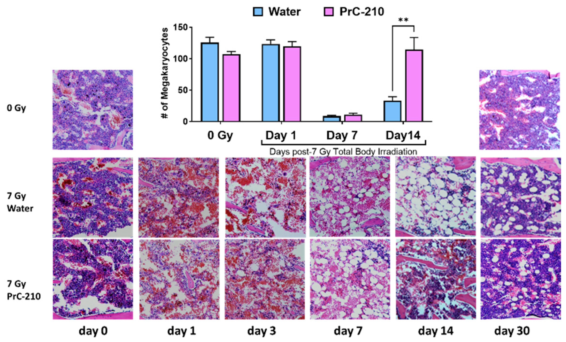 Antioxidants 12 01417 g005 Antioxidants 12 01417 g005