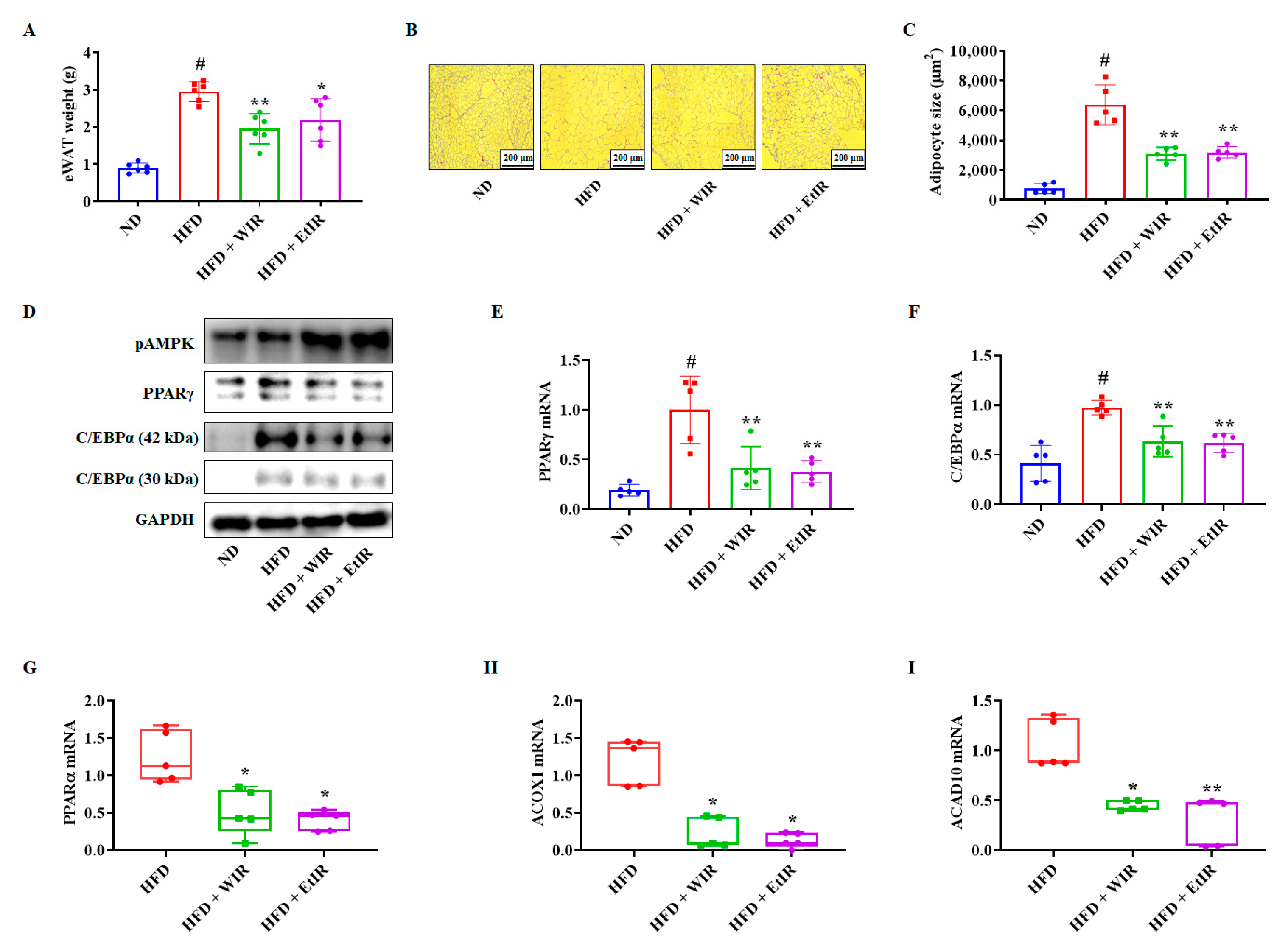 Antioxidants 12 01426 g006