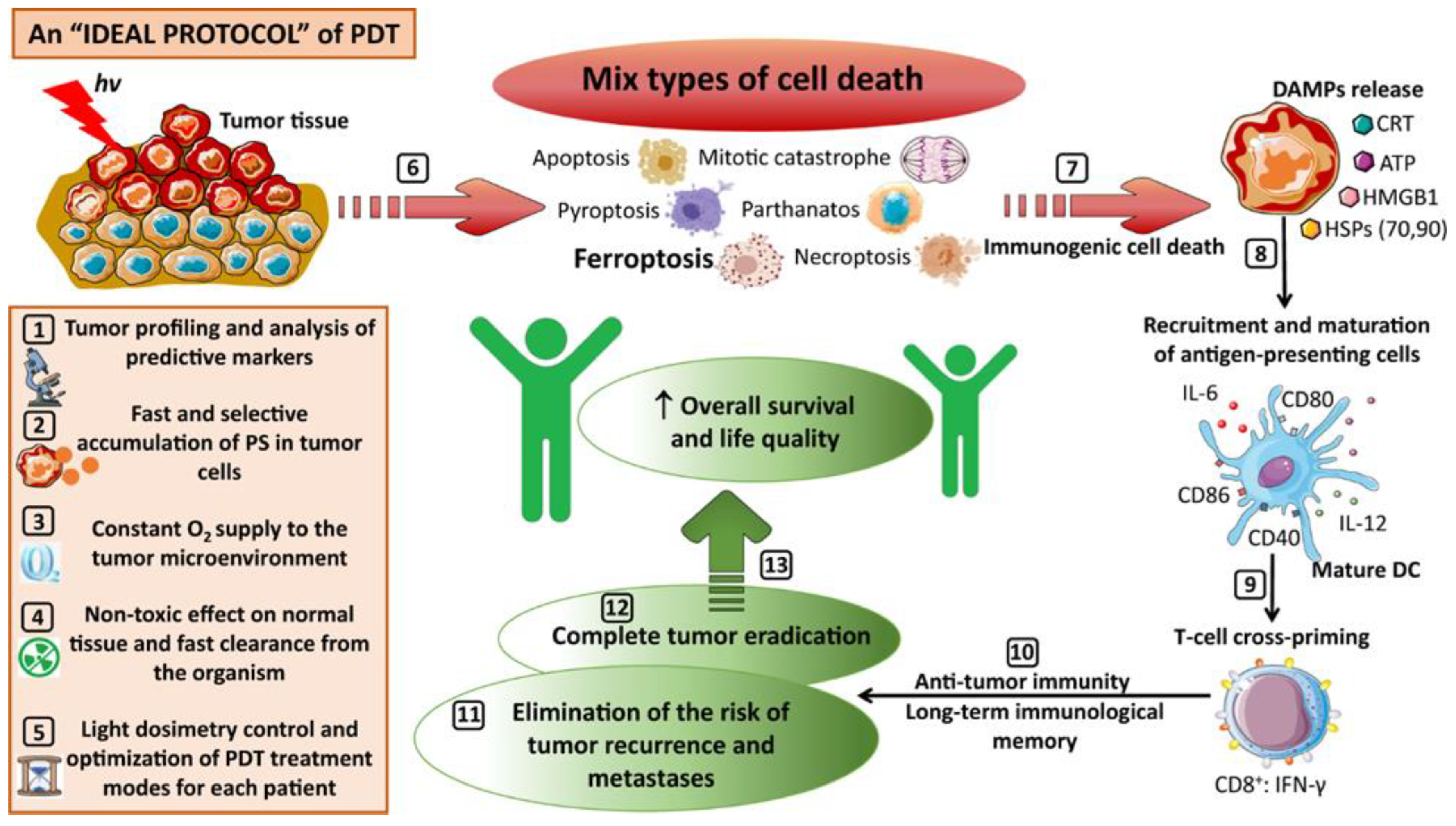 Understanding the Photodynamic Therapy Induced Bystander and