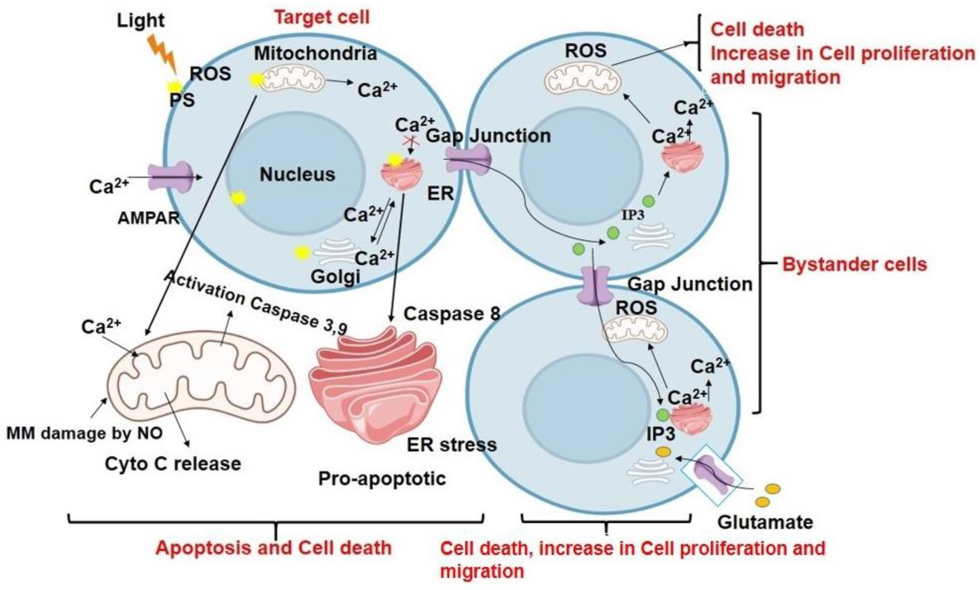 Antioxidants 12 01434 g002