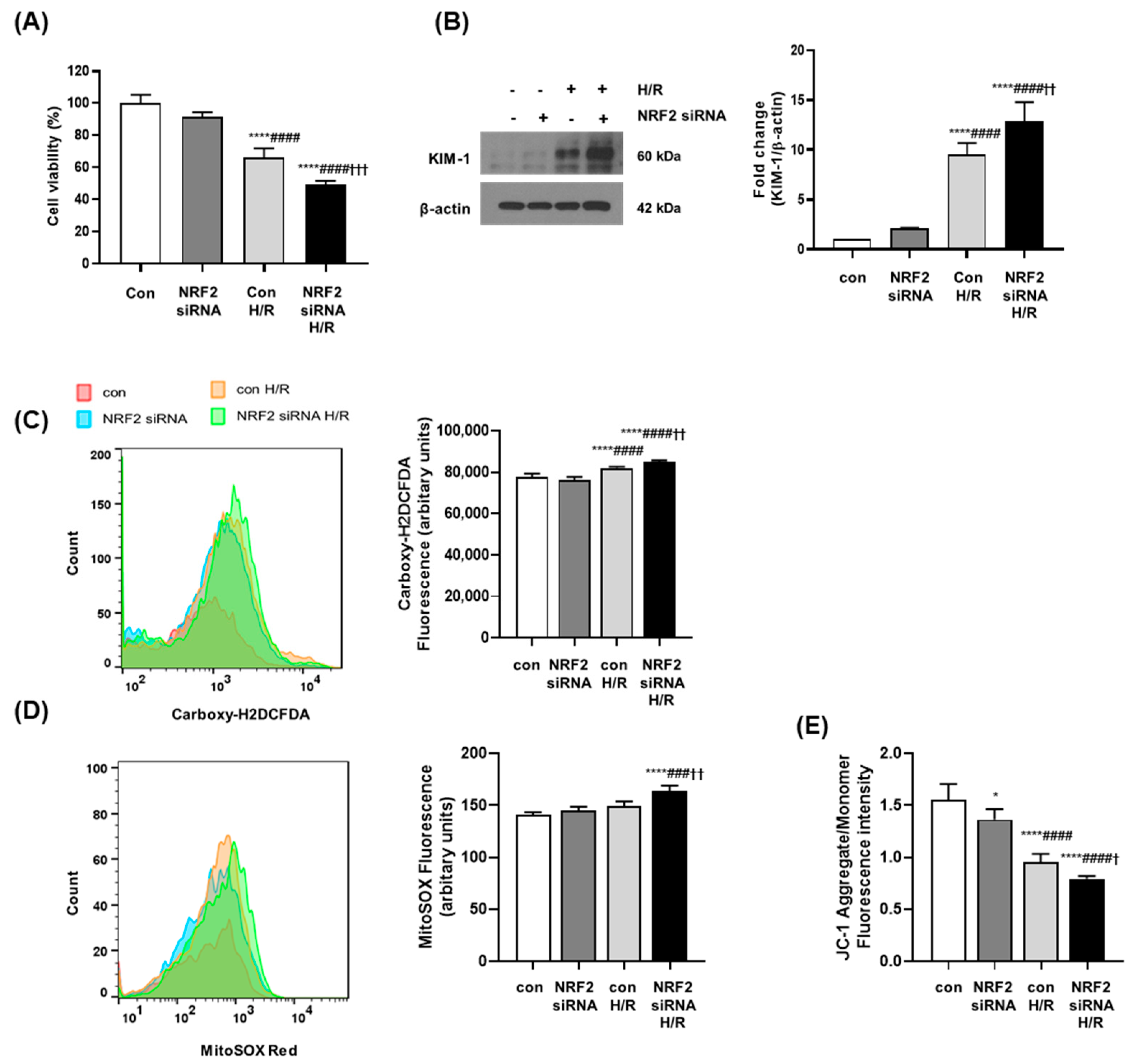 Antioxidants 12 01440 g005 Antioxidants 12 01440 g005