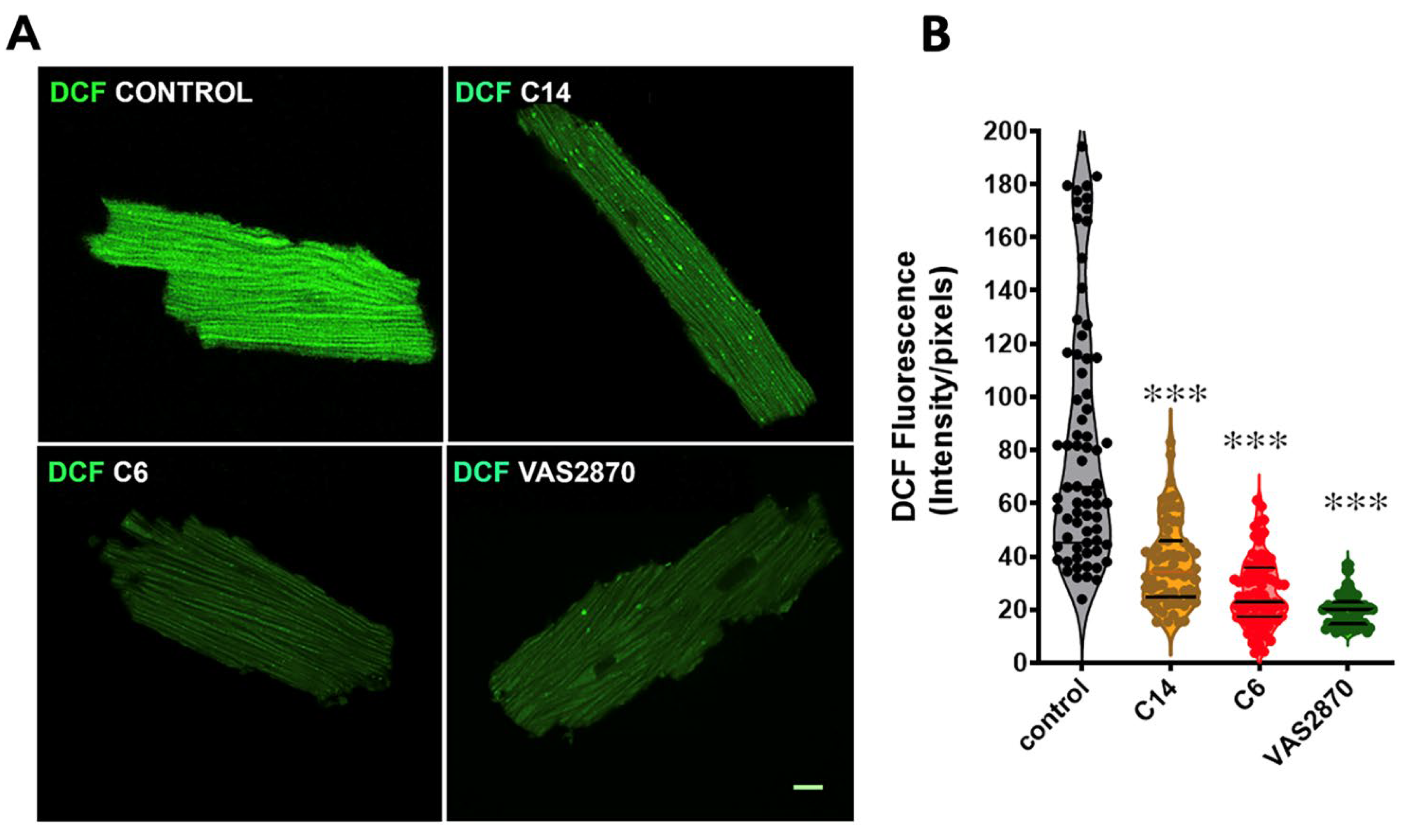 Antioxidants 12 01441 g006 Antioxidants 12 01441 g006