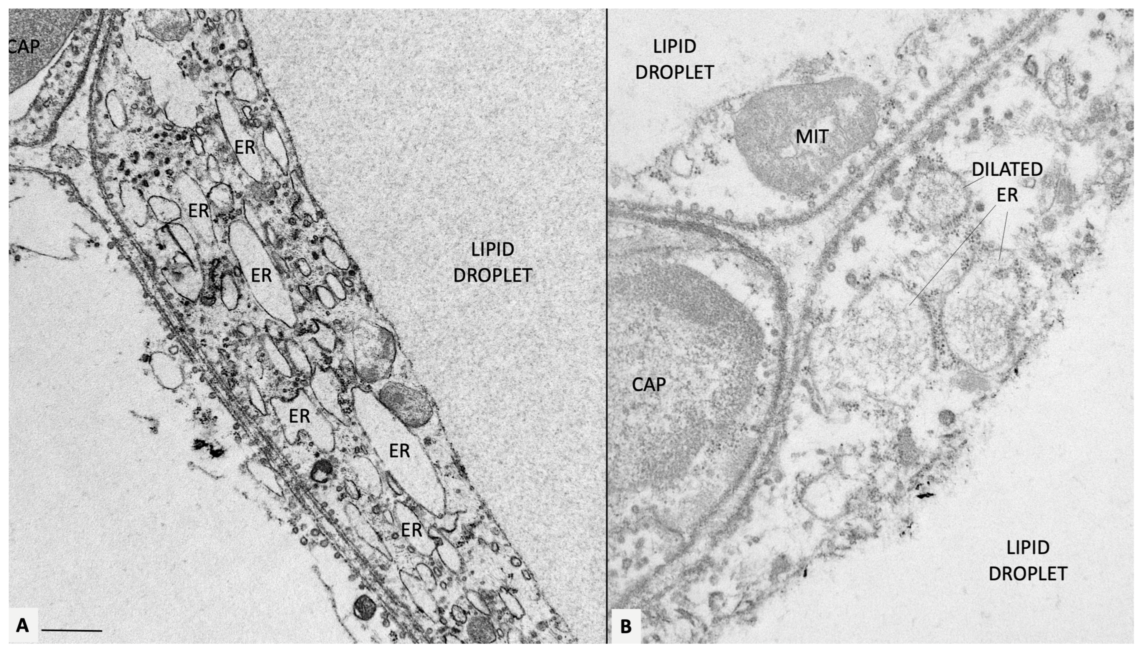 Antioxidants 12 01449 g002 Antioxidants 12 01449 g002