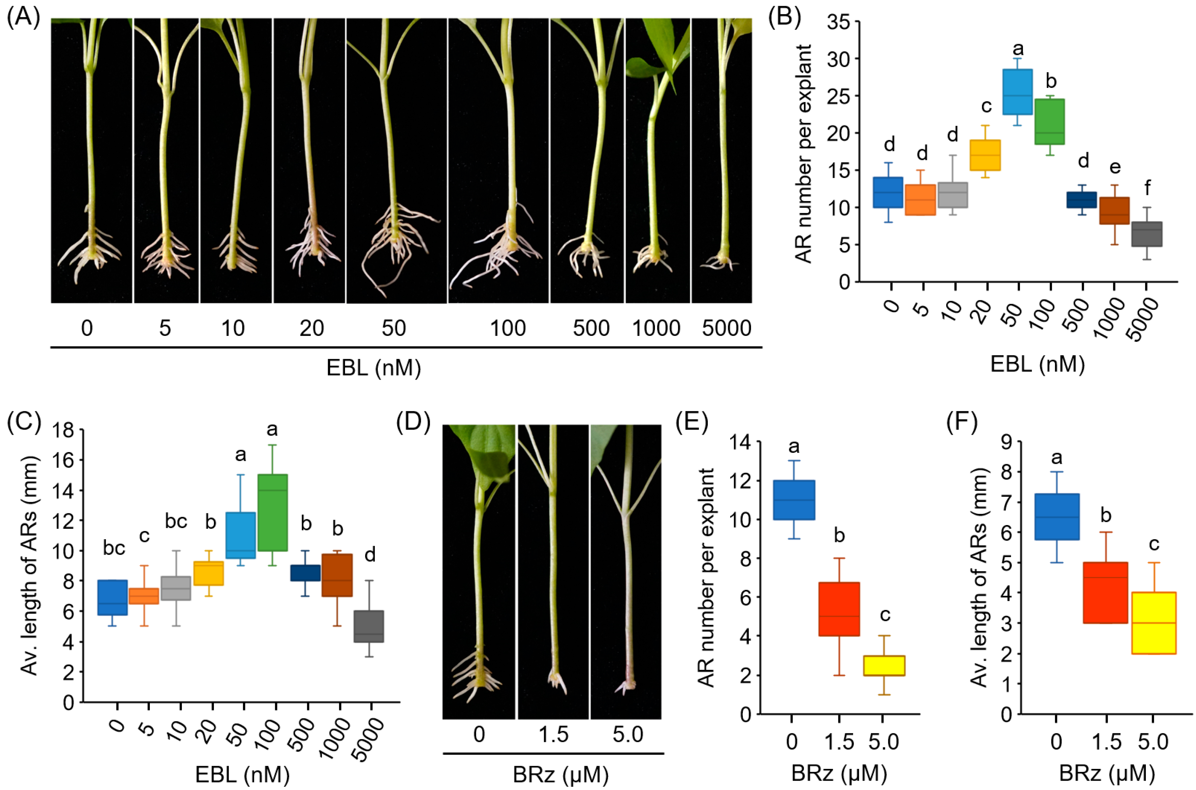 Antioxidants 12 01451 g001 Antioxidants 12 01451 g001