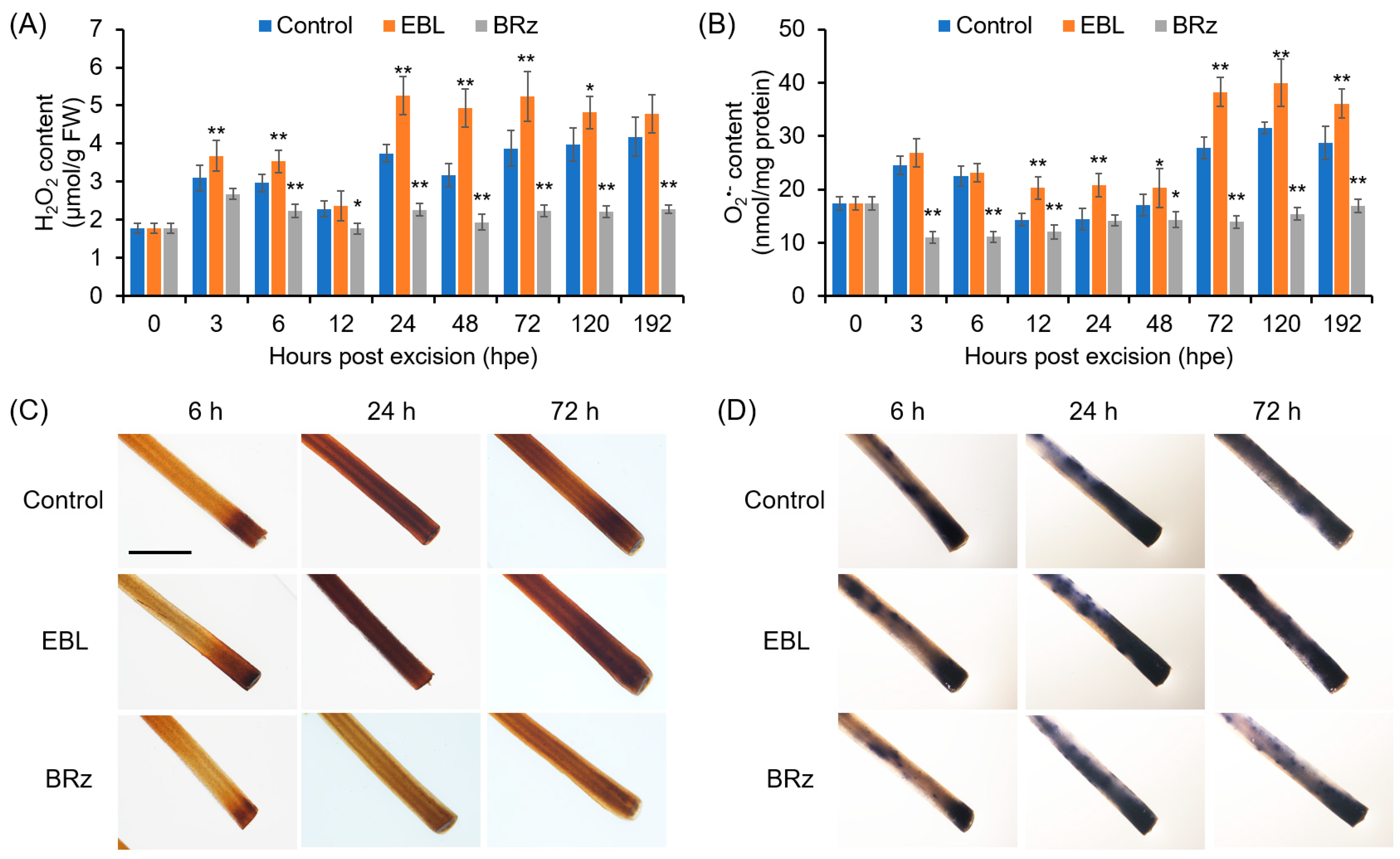 Antioxidants 12 01451 g002 Antioxidants 12 01451 g002