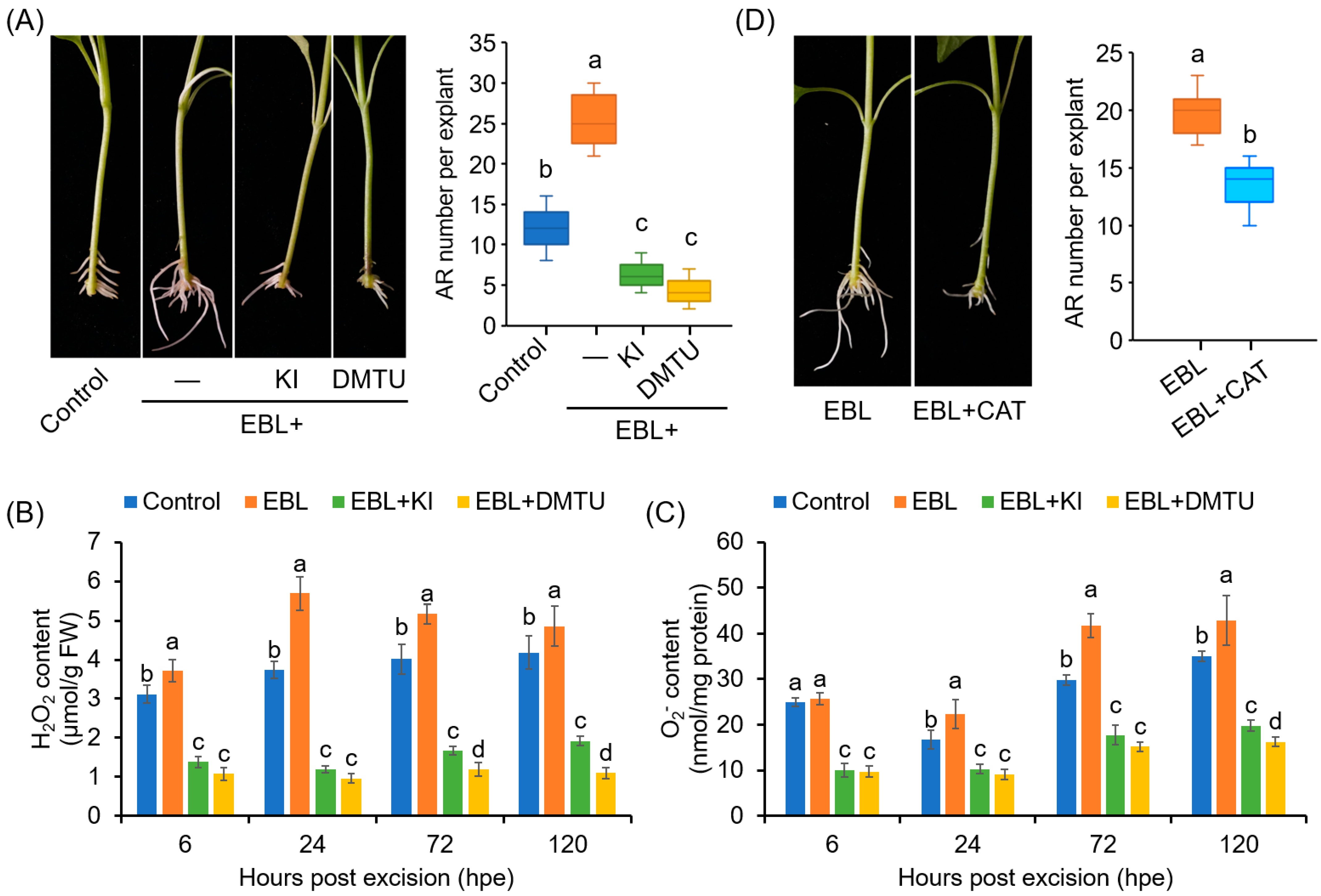 Antioxidants 12 01451 g003 Antioxidants 12 01451 g003