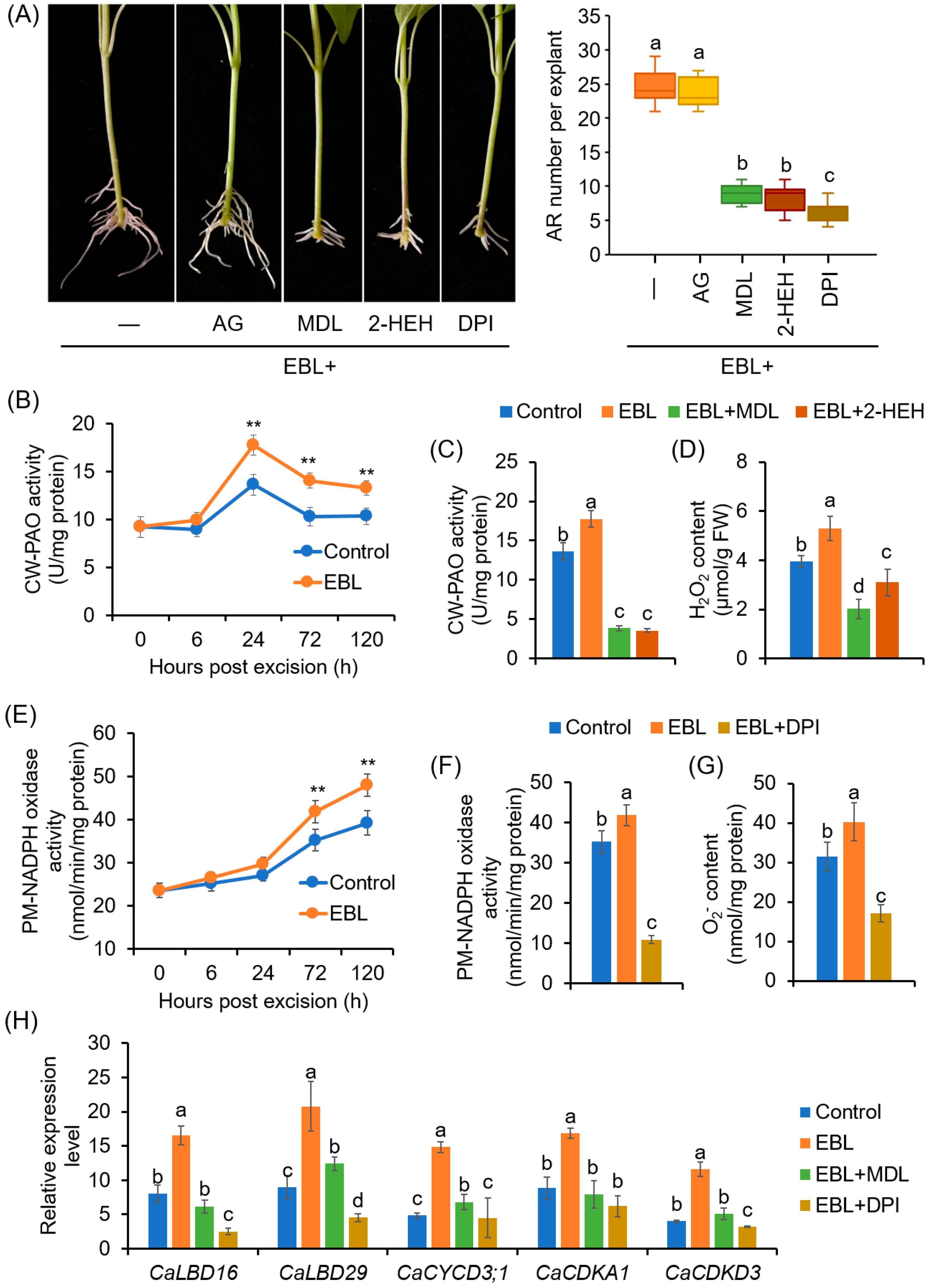 Antioxidants 12 01451 g004 Antioxidants 12 01451 g004