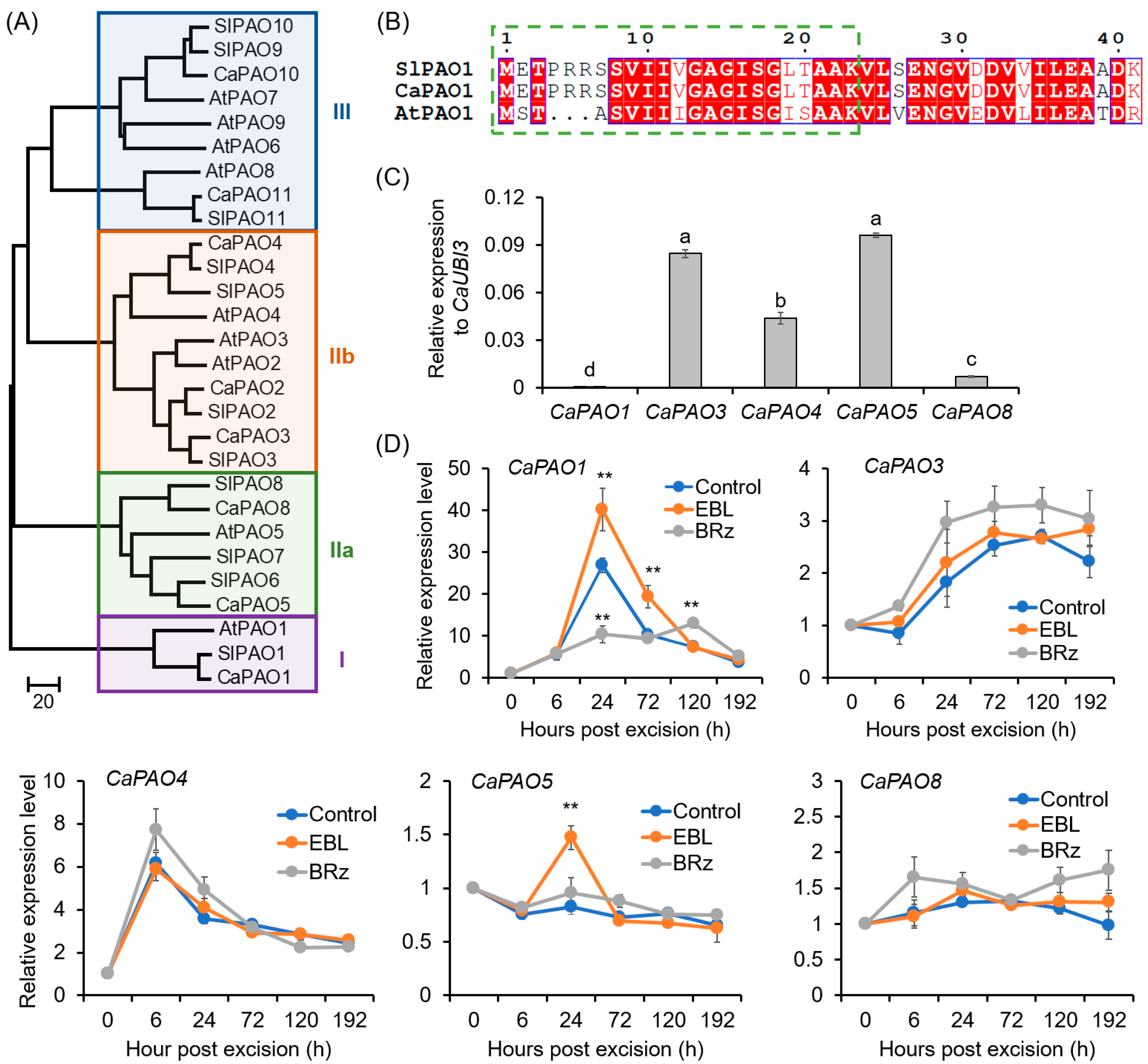 Antioxidants 12 01451 g005 Antioxidants 12 01451 g005