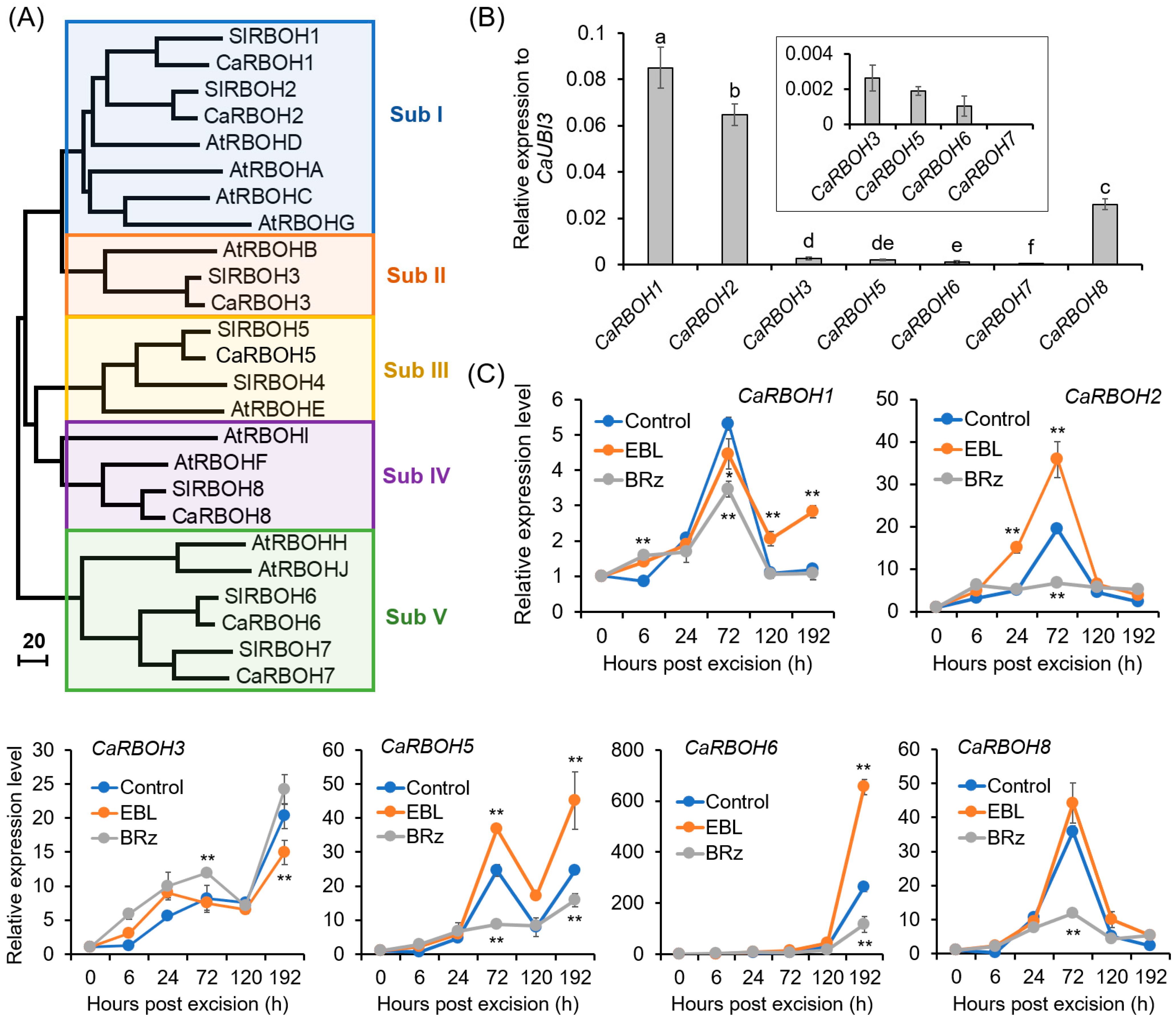 Antioxidants 12 01451 g006 Antioxidants 12 01451 g006
