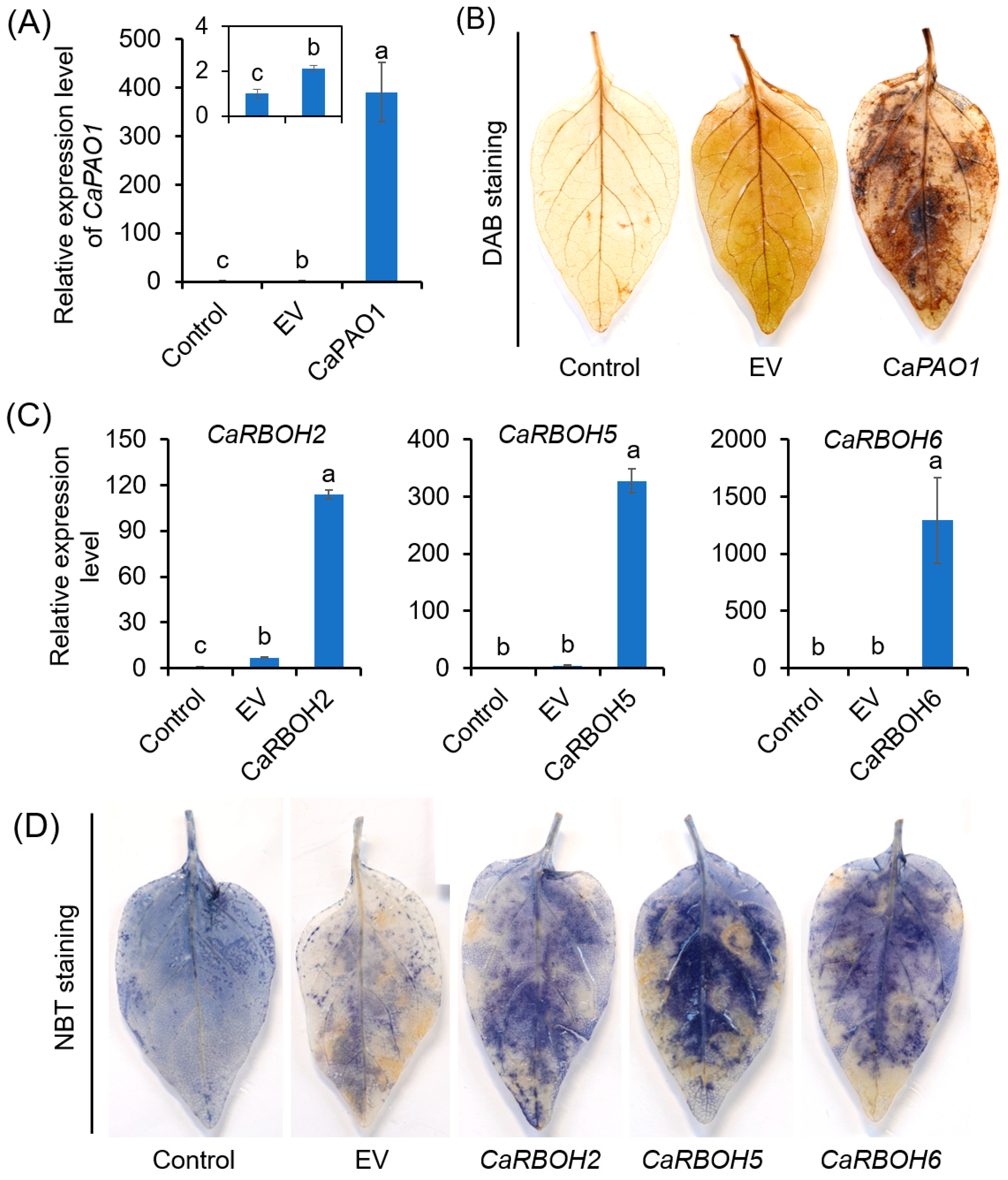 Antioxidants 12 01451 g007 Antioxidants 12 01451 g007