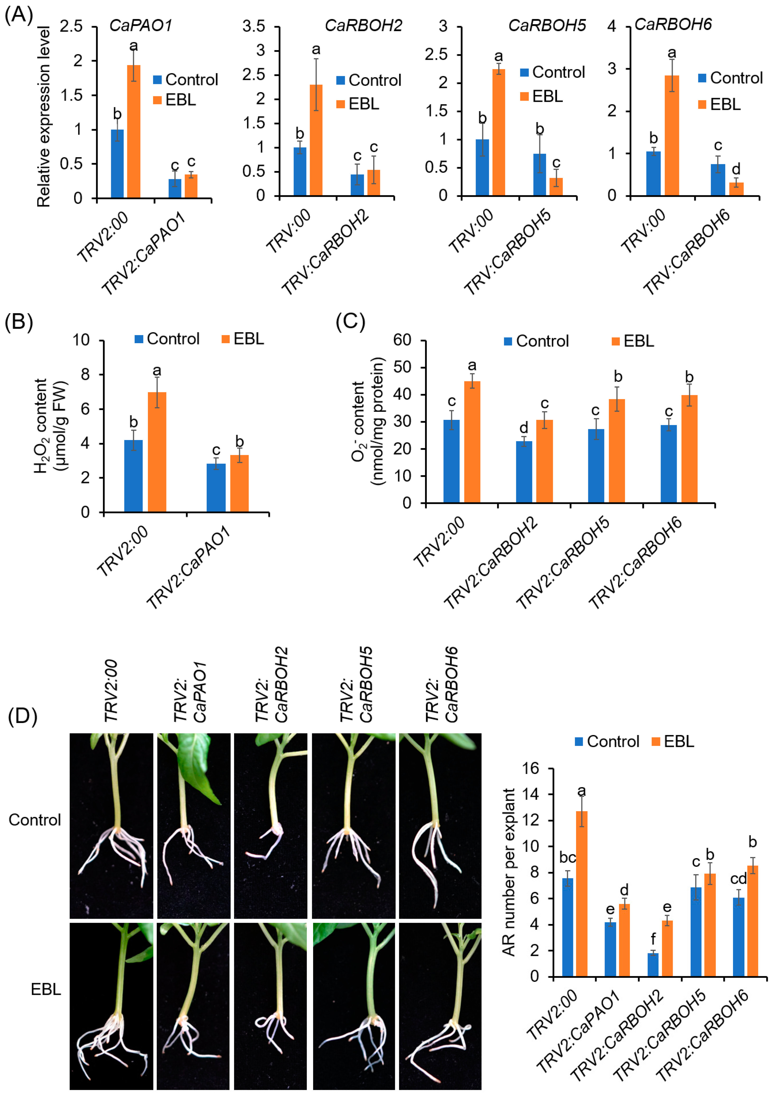 Antioxidants 12 01451 g008 Antioxidants 12 01451 g008