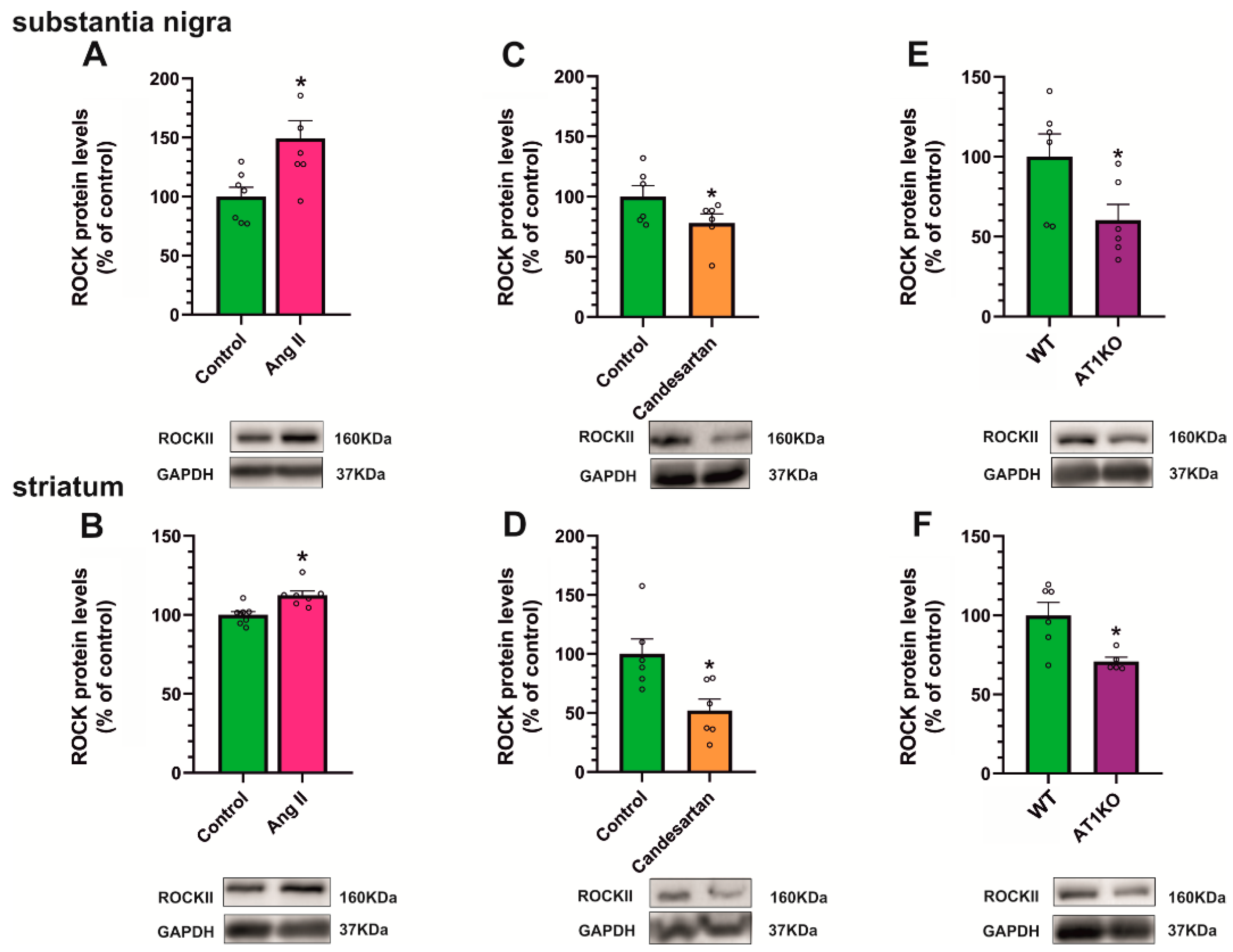 Antioxidants 12 01454 g008 Antioxidants 12 01454 g008