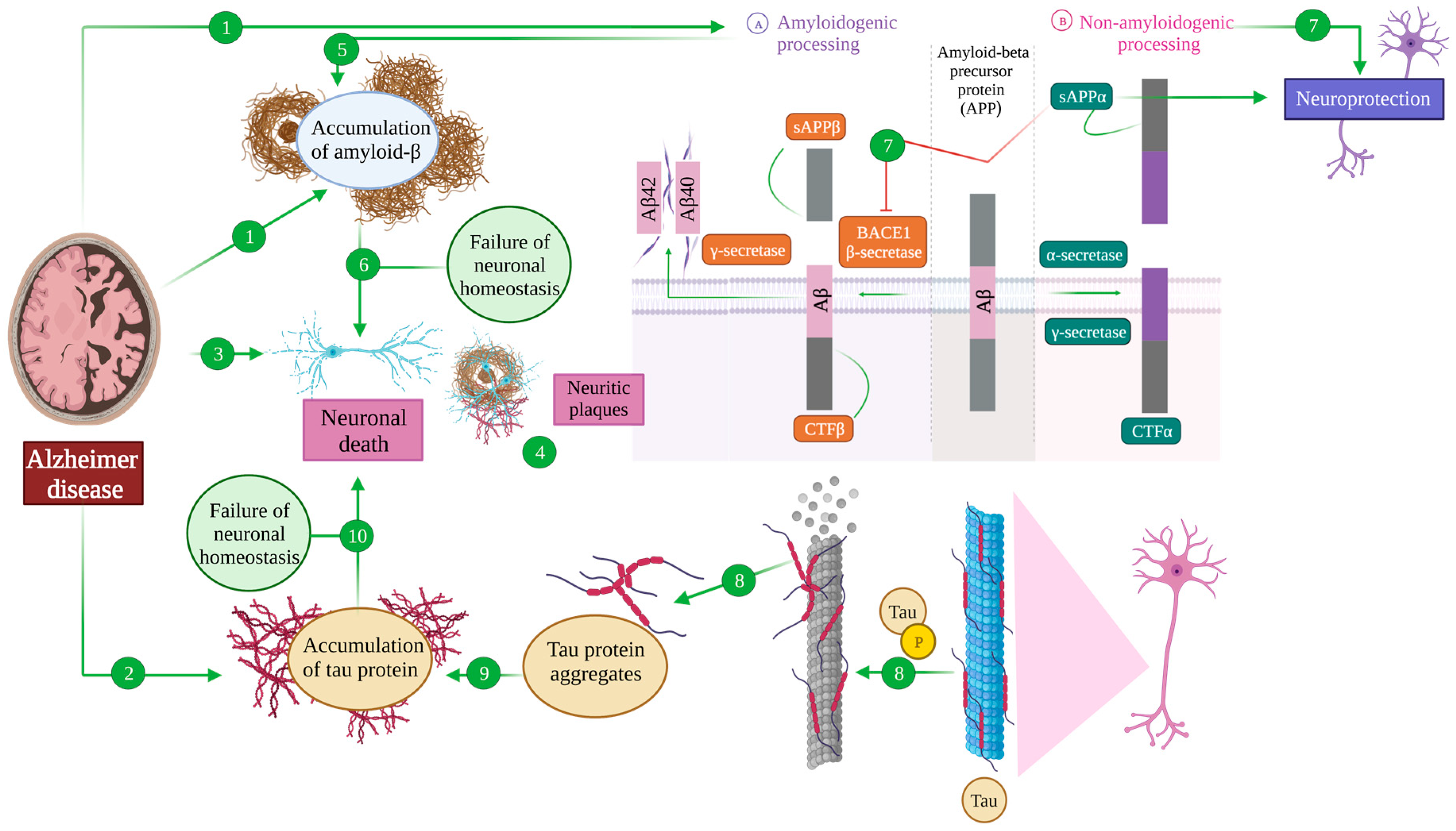 Antioxidants 12 01460 g001 Antioxidants 12 01460 g001