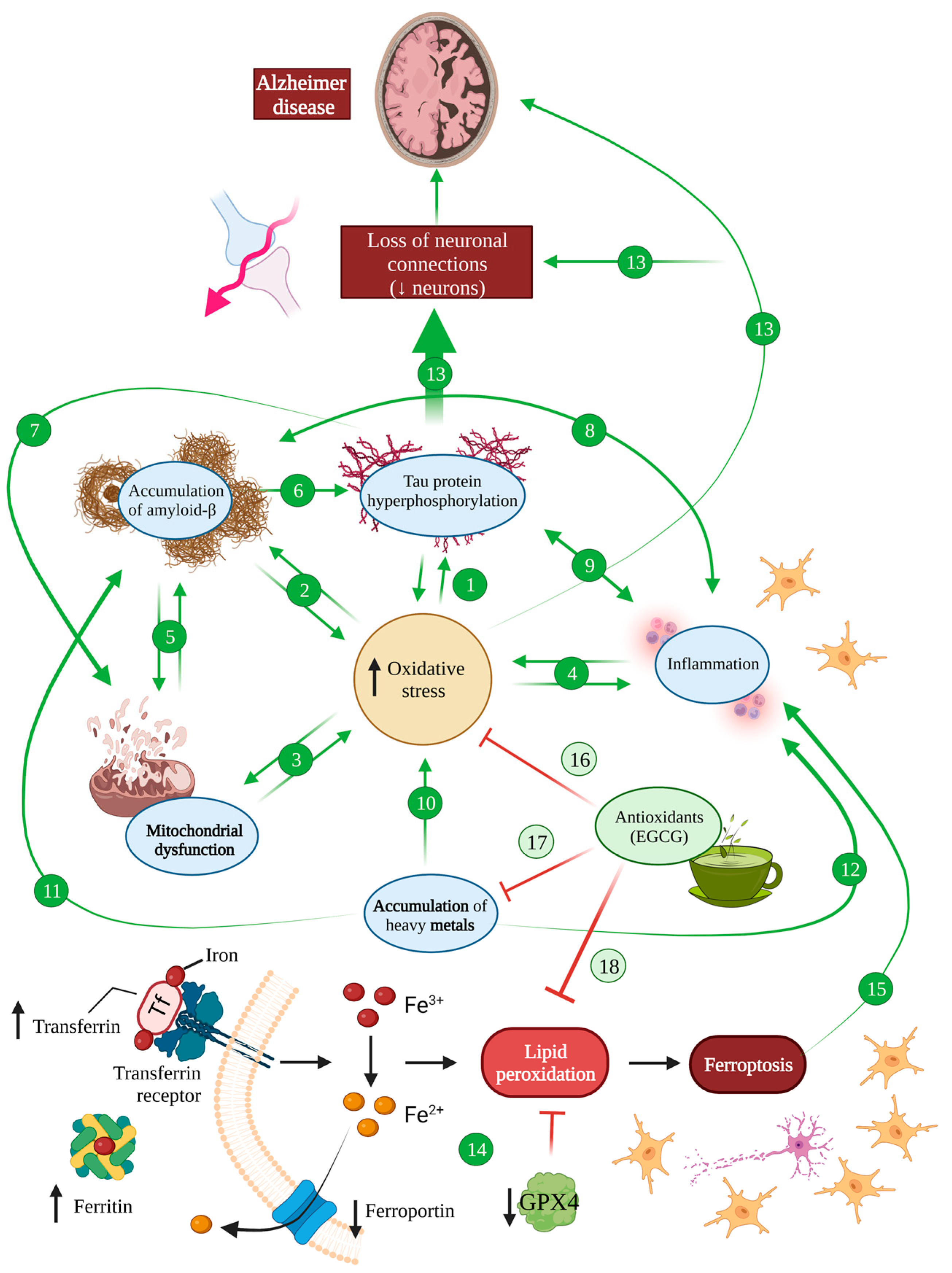 Antioxidants 12 01460 g002 Antioxidants 12 01460 g002