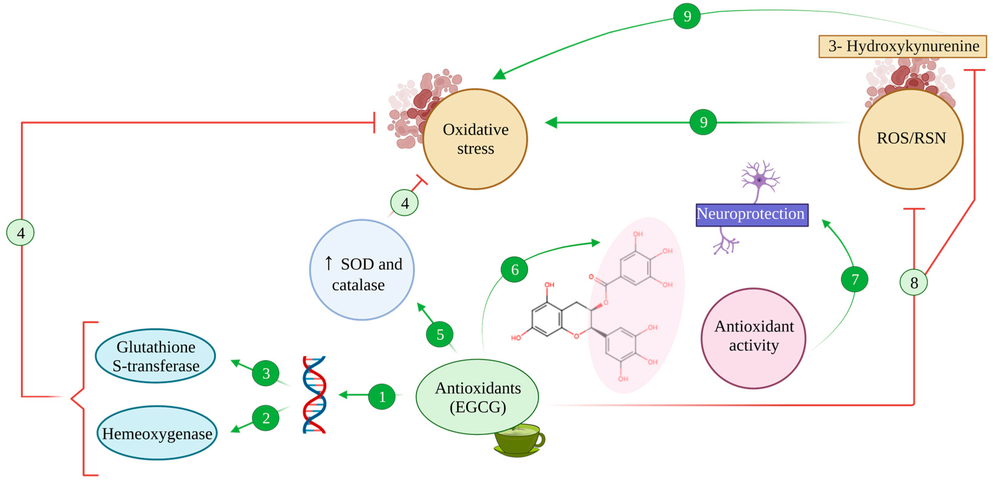 Antioxidants 12 01460 g003 Antioxidants 12 01460 g003