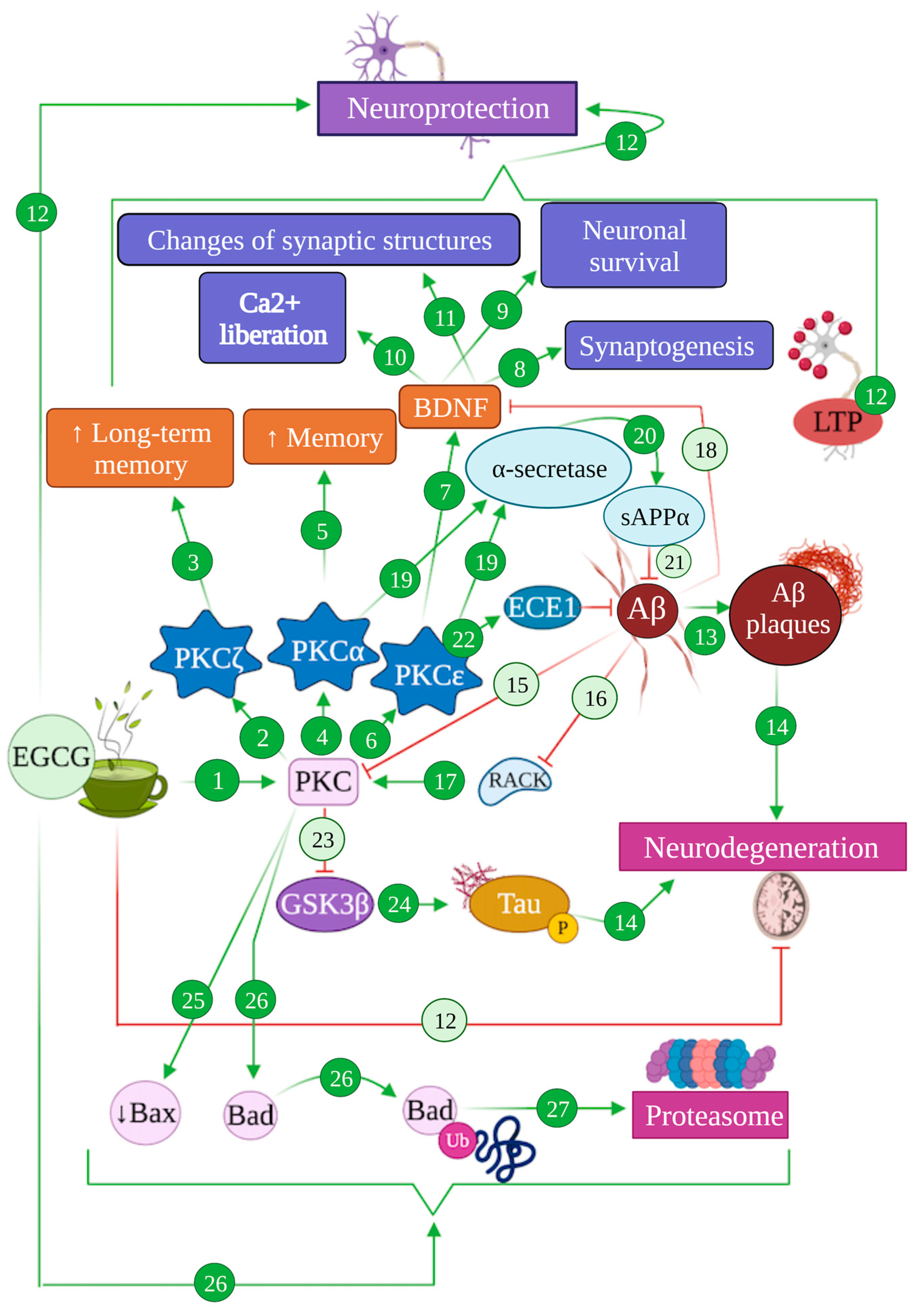 Antioxidants 12 01460 g005 Antioxidants 12 01460 g005