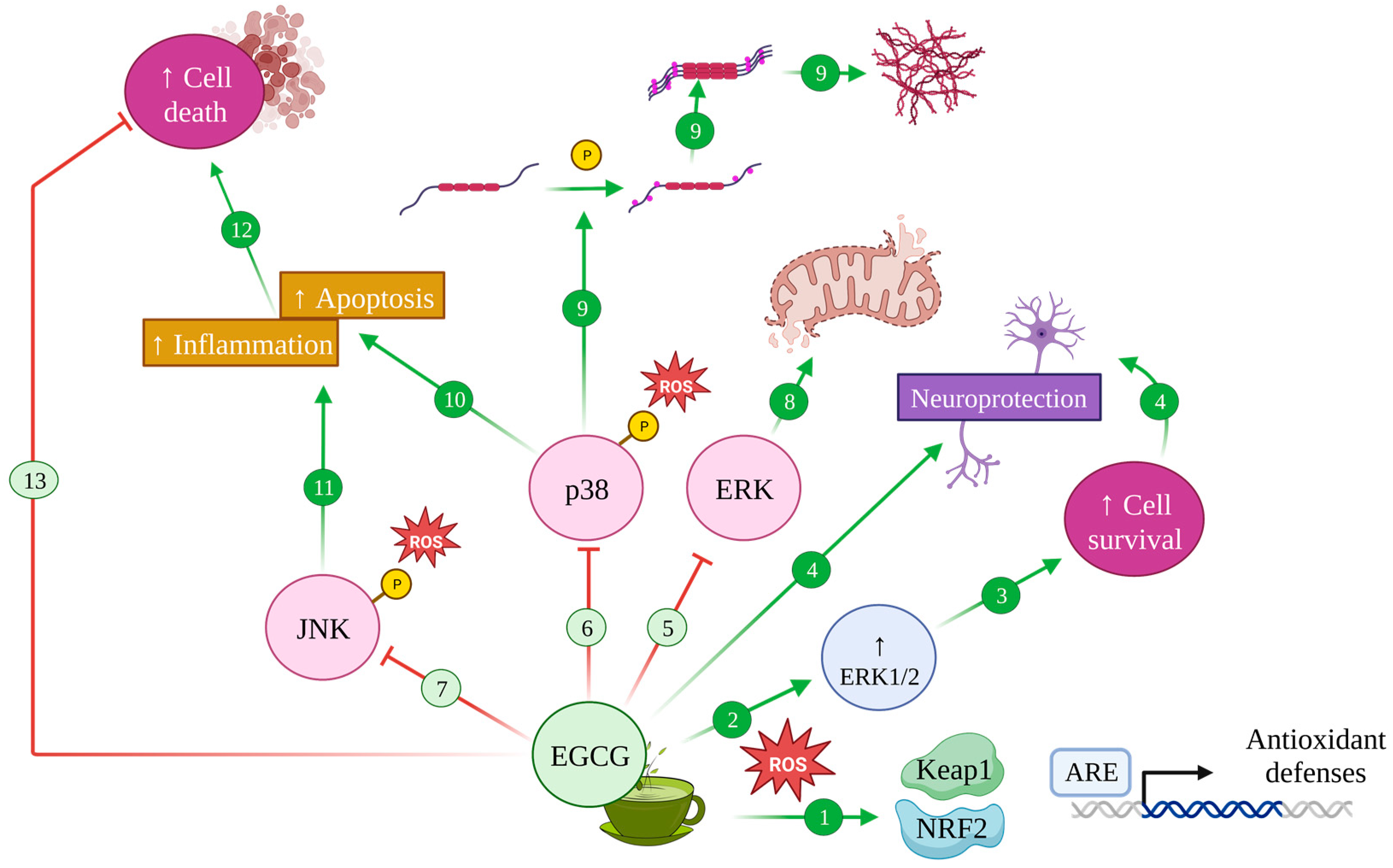 Antioxidants 12 01460 g006 Antioxidants 12 01460 g006