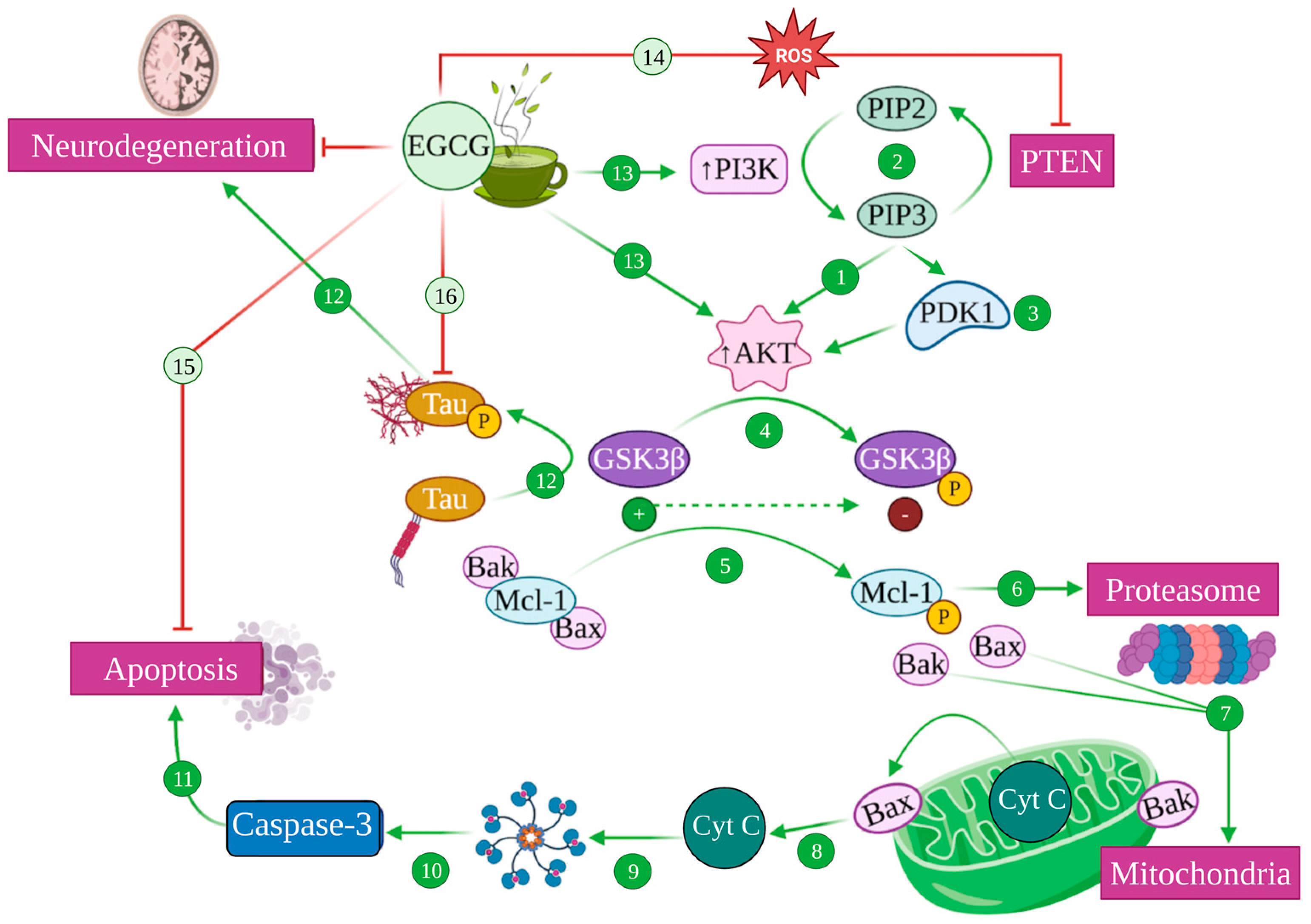 Antioxidants 12 01460 g007 Antioxidants 12 01460 g007