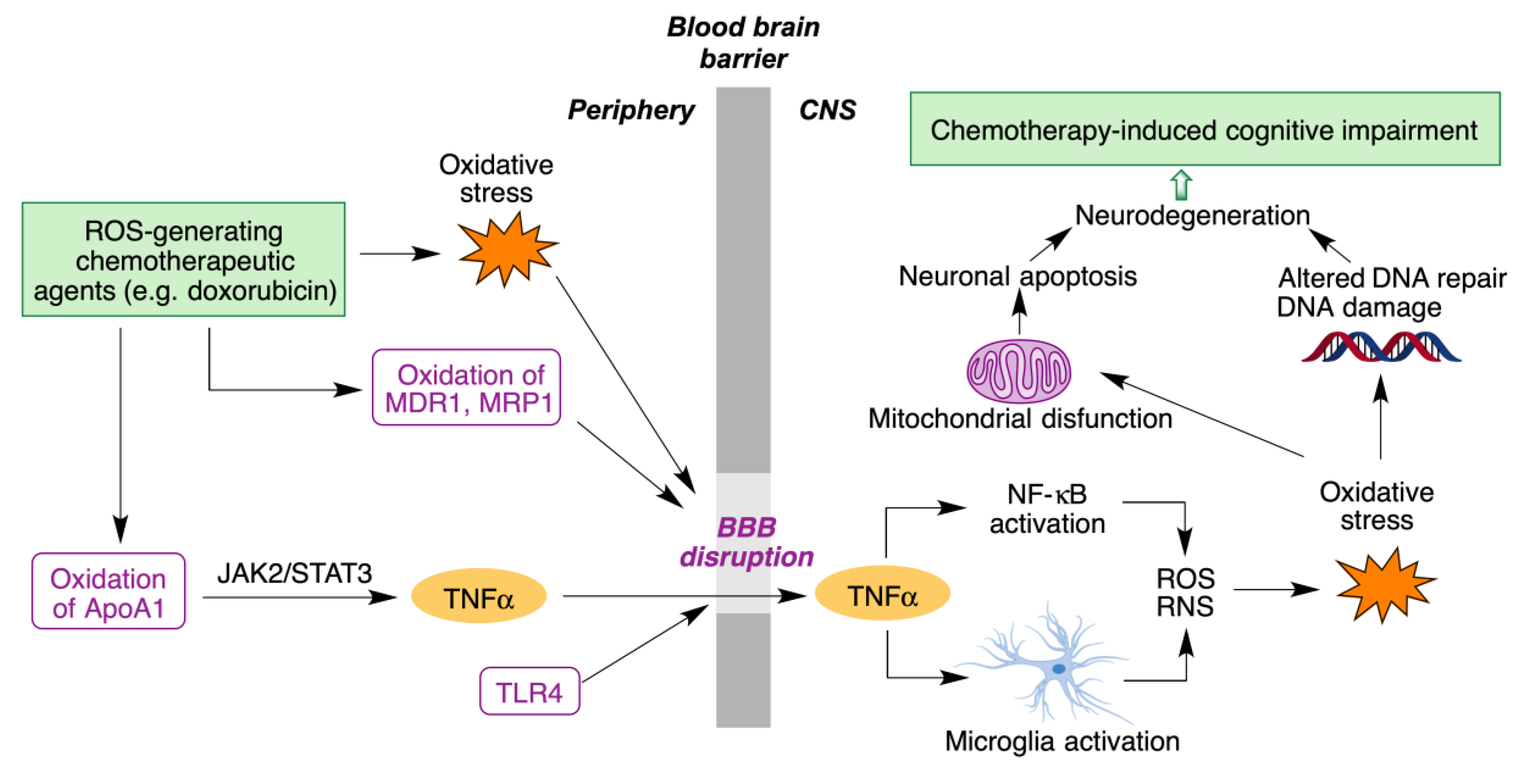 Antioxidants 12 01464 g005