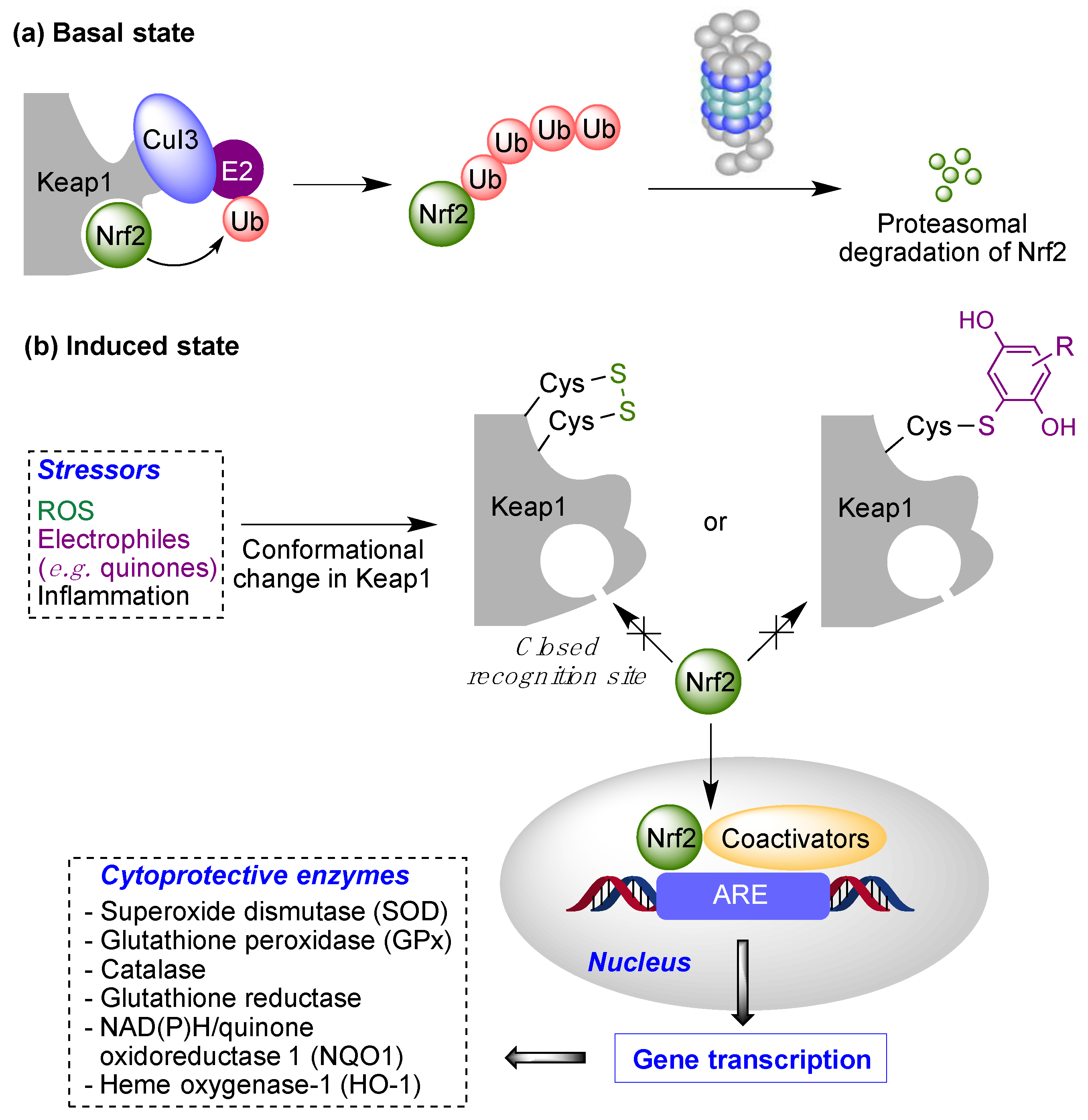 Antioxidants 12 01464 g007