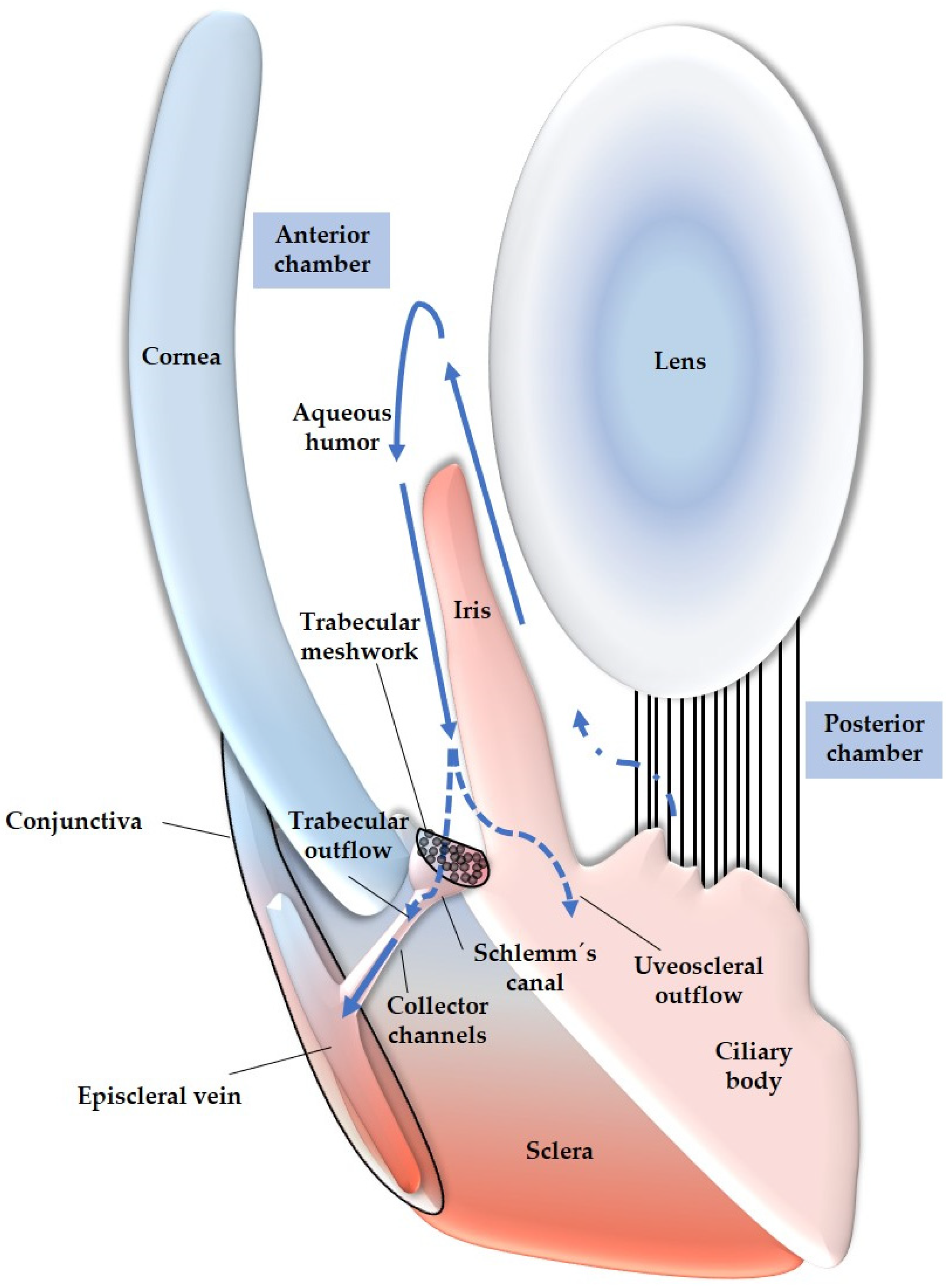 Antioxidants 12 01465 g004 Antioxidants 12 01465 g004