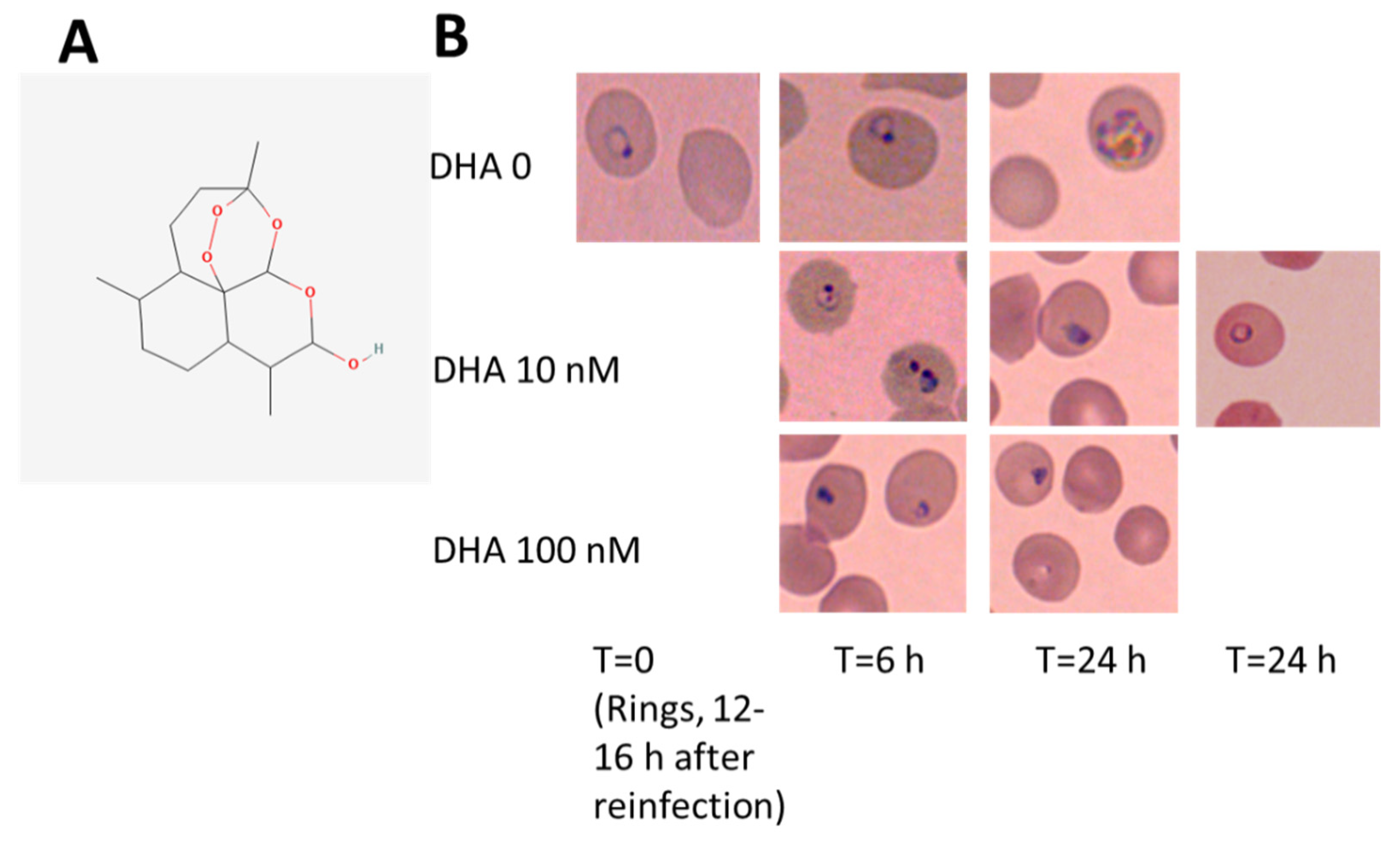 Antioxidants 12 01468 g001 Antioxidants 12 01468 g001