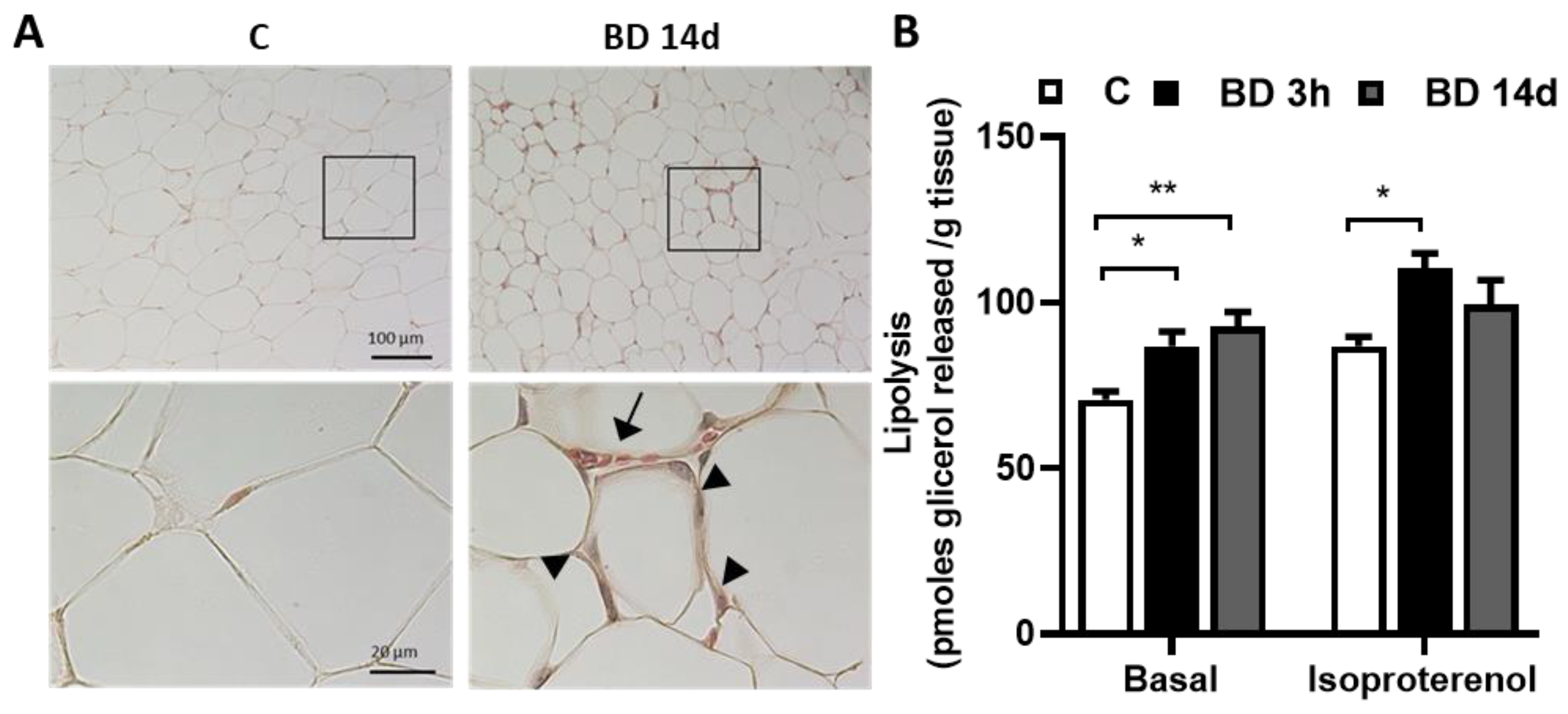 Antioxidants 12 01471 g002