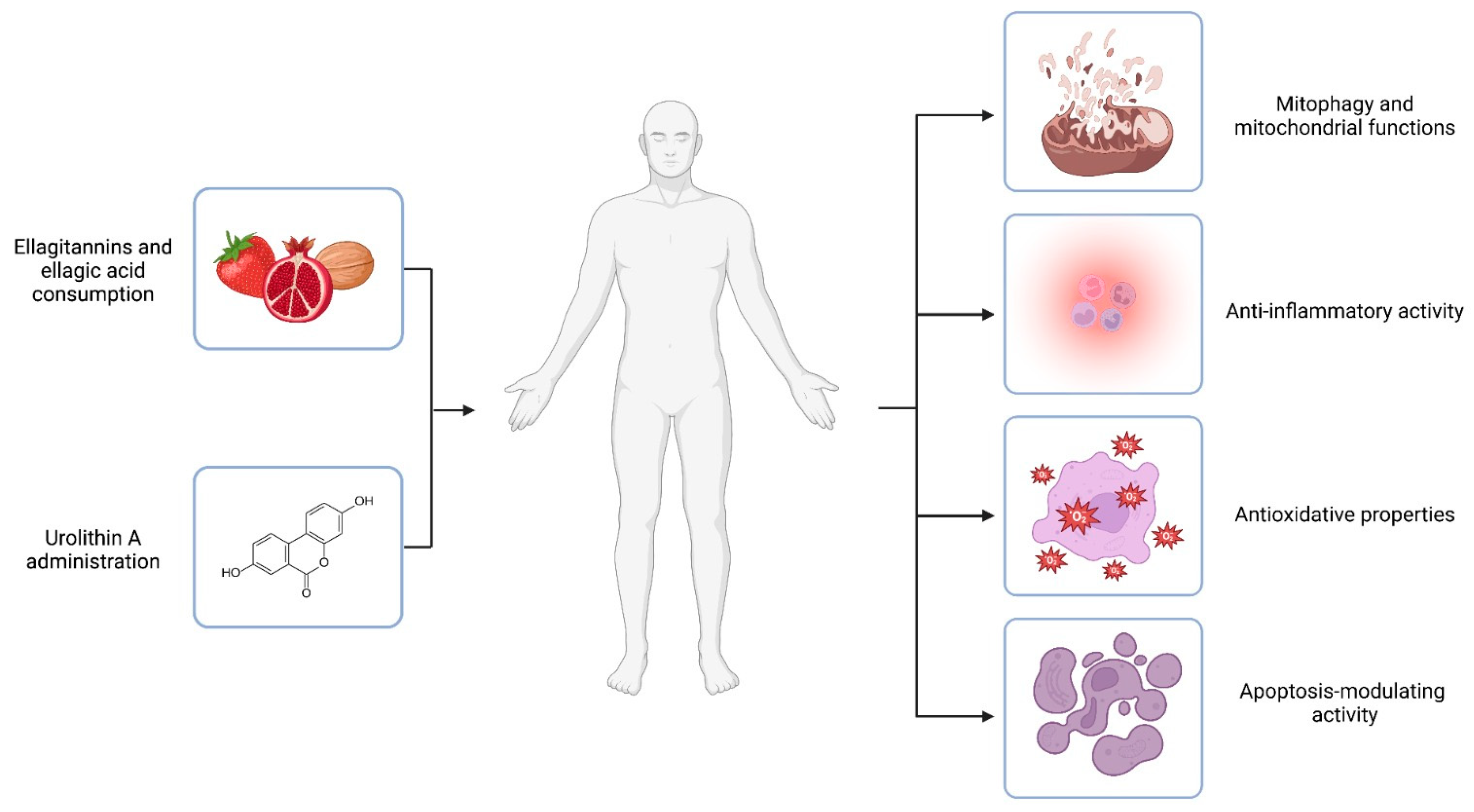 Antioxidants 12 01479 g002