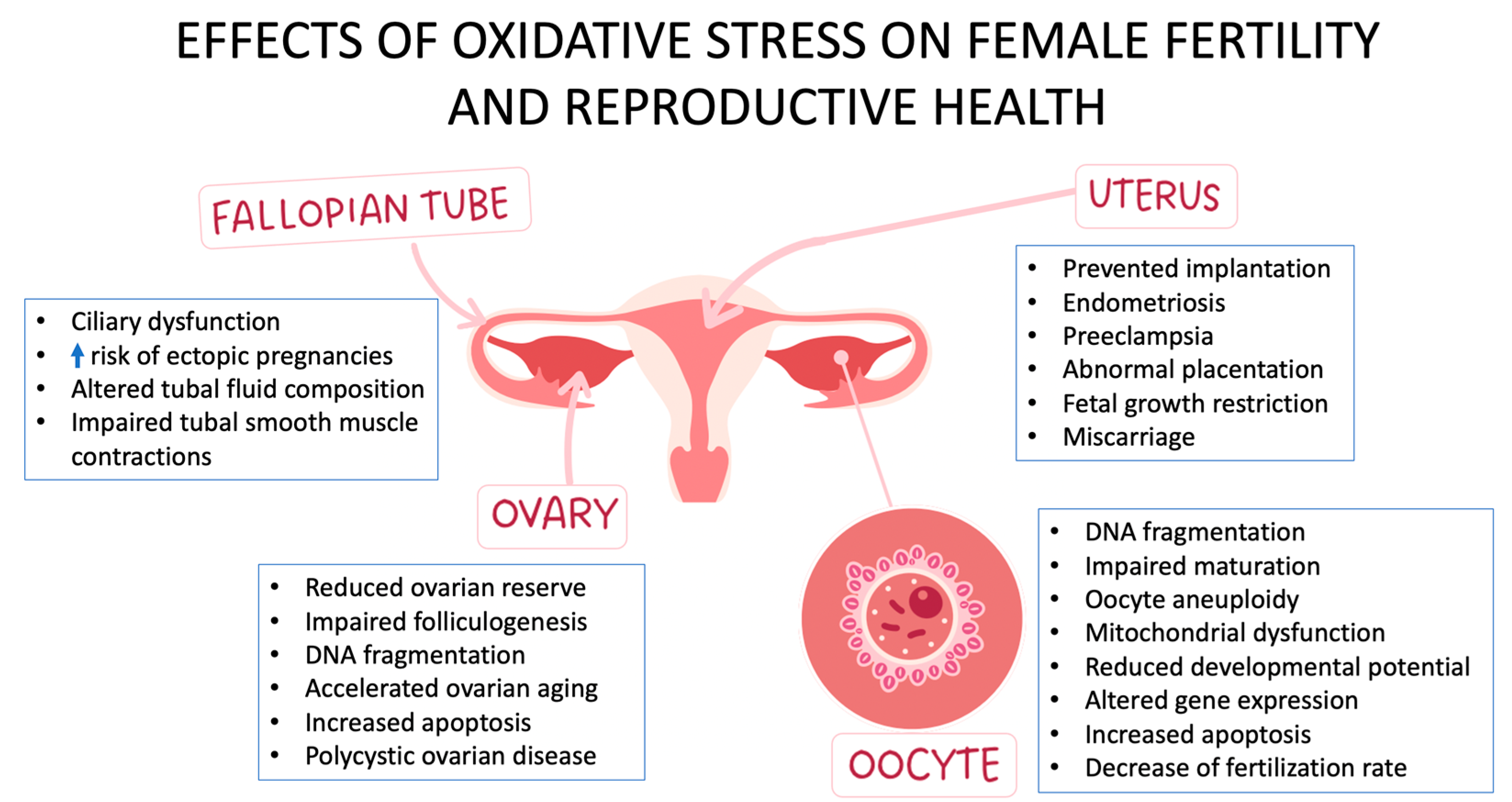 Antioxidants 12 01490 g001 Antioxidants 12 01490 g001