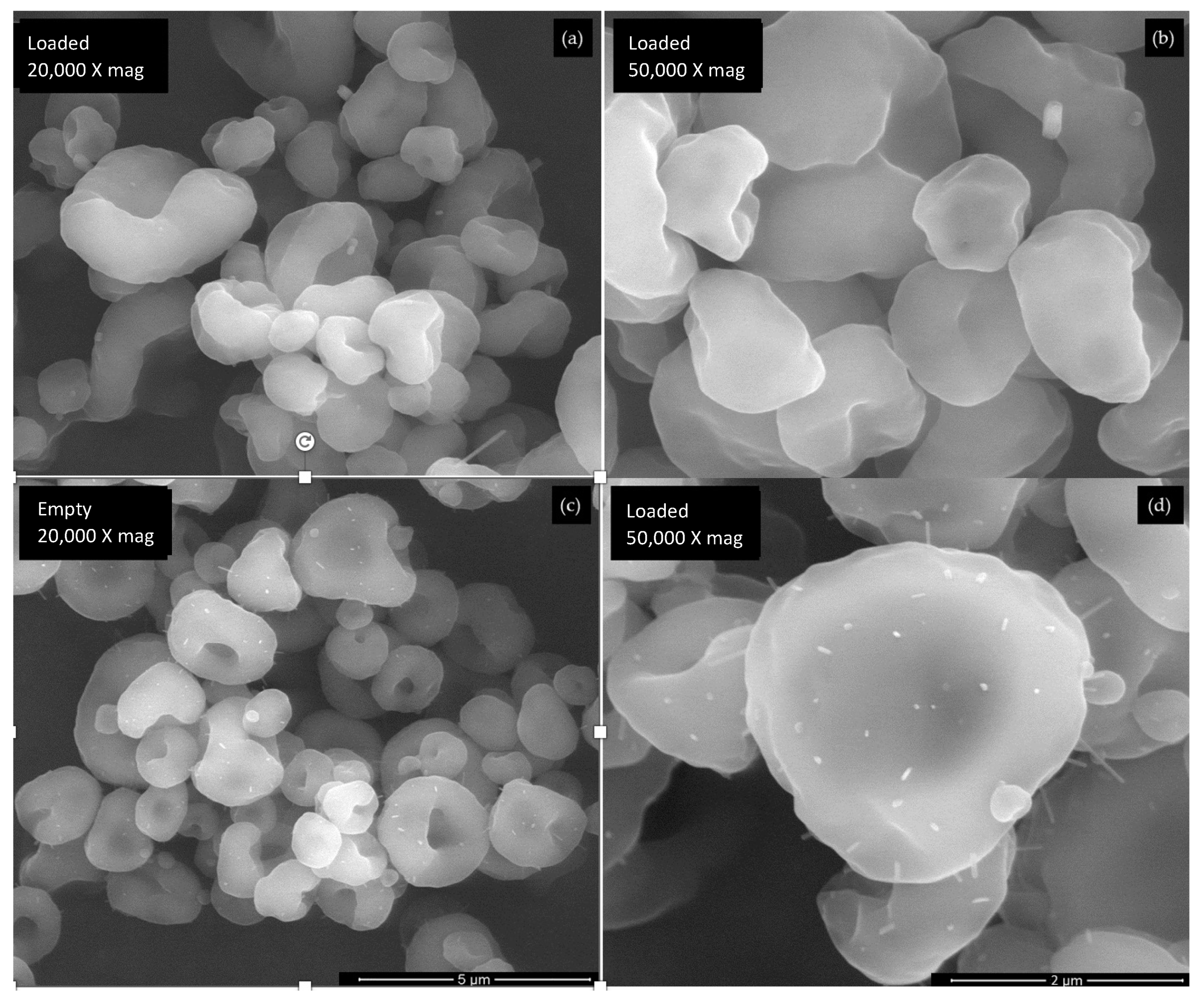 Antioxidants 12 01496 g002 Antioxidants 12 01496 g002