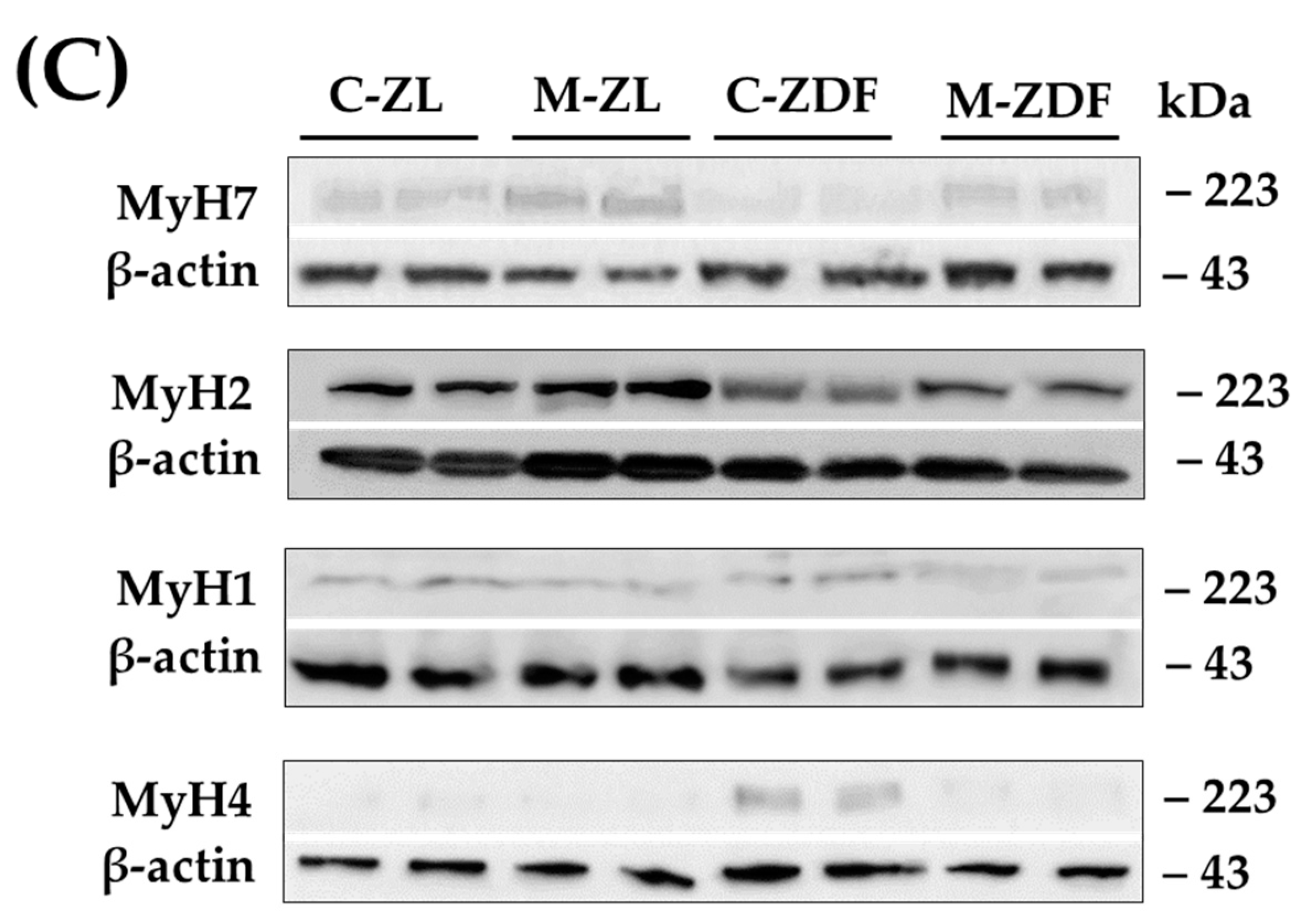 Antioxidants 12 01499 g006b