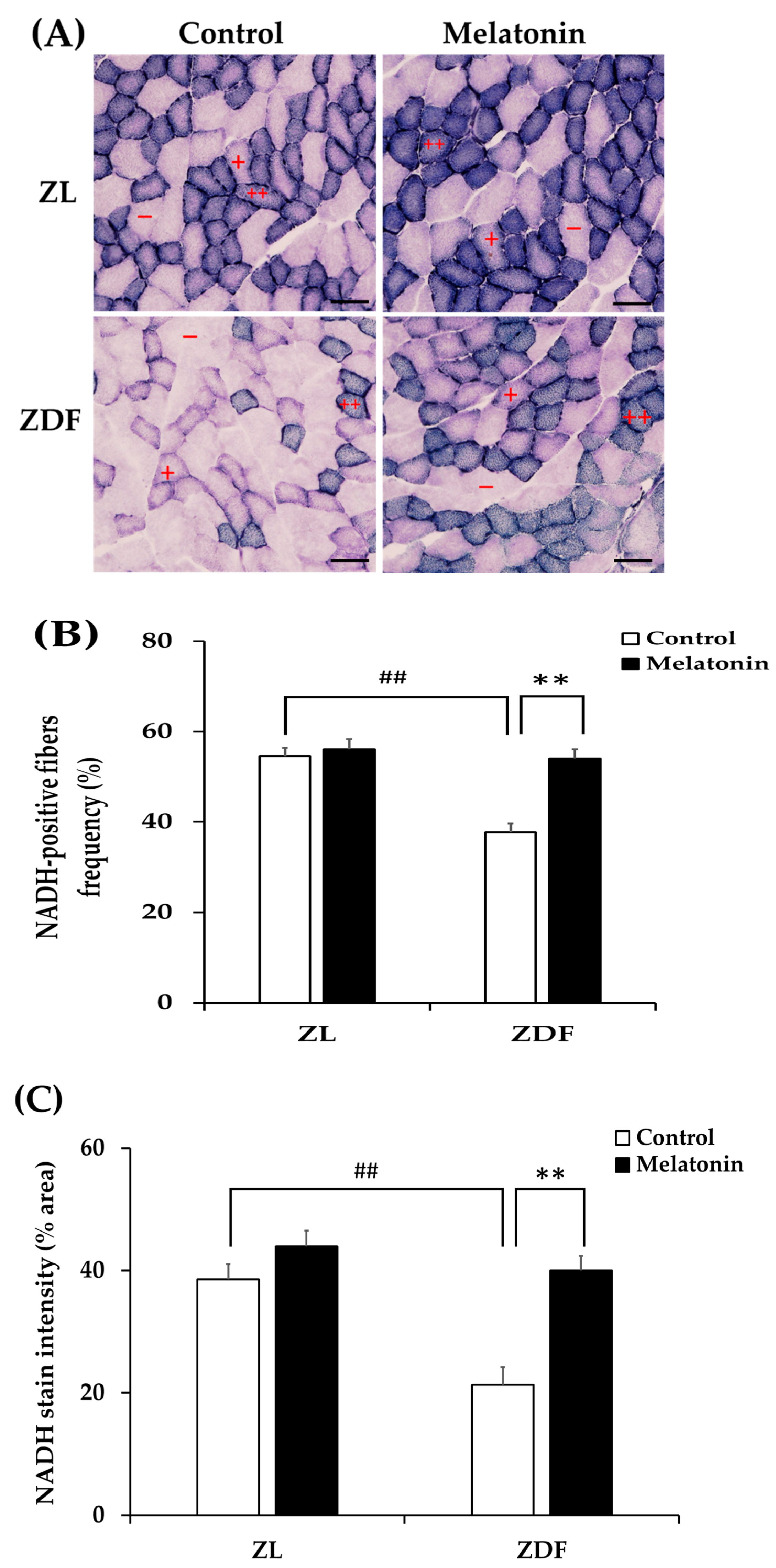 Antioxidants 12 01499 g007