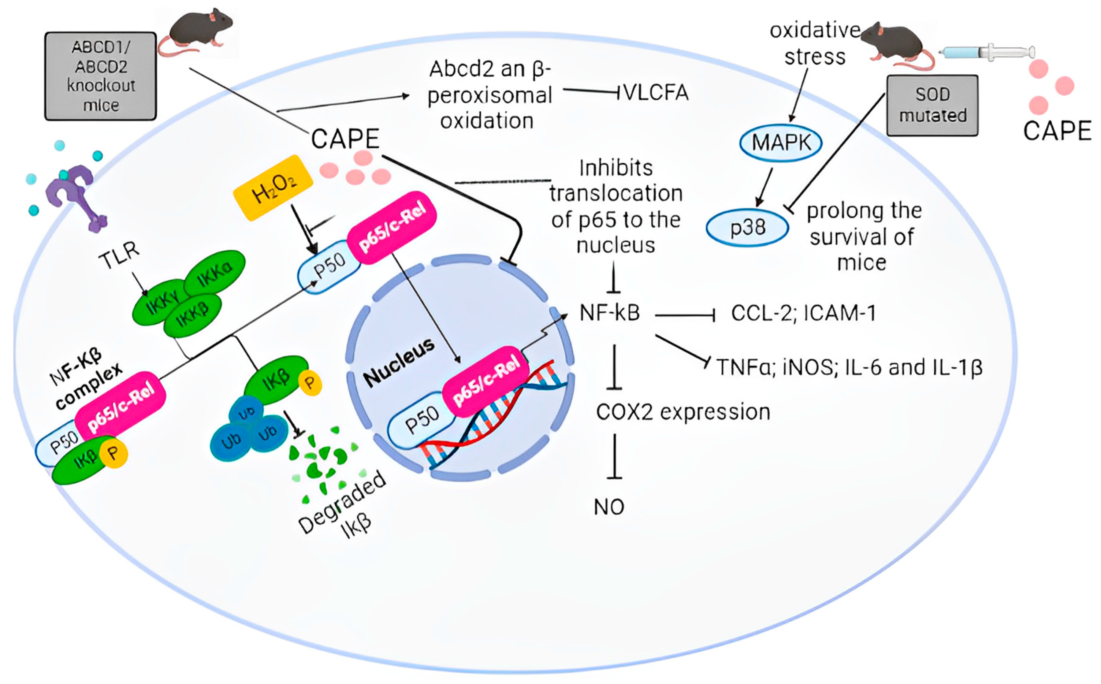 Antioxidants 12 01500 g009