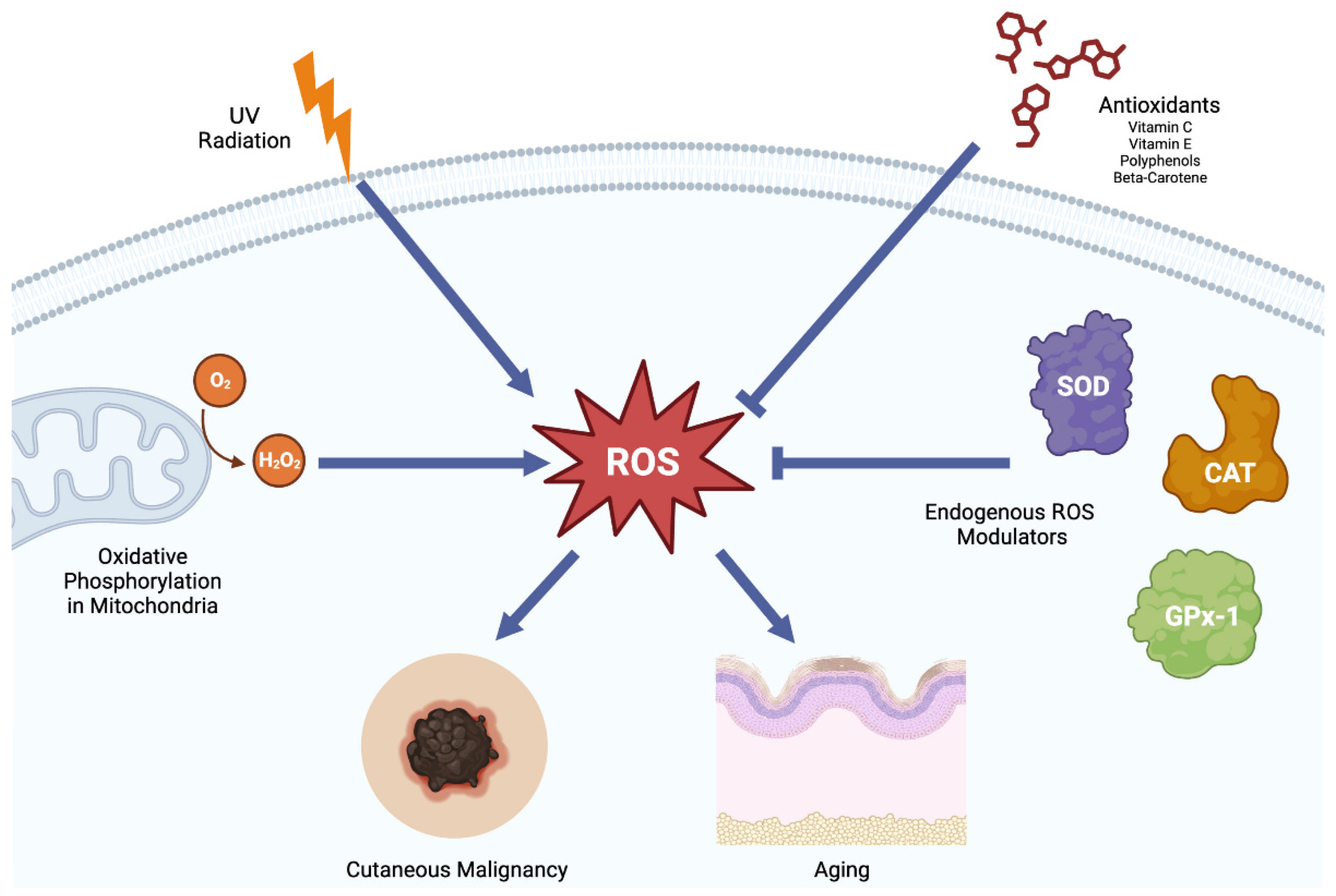 Antioxidants 12 01503 g001