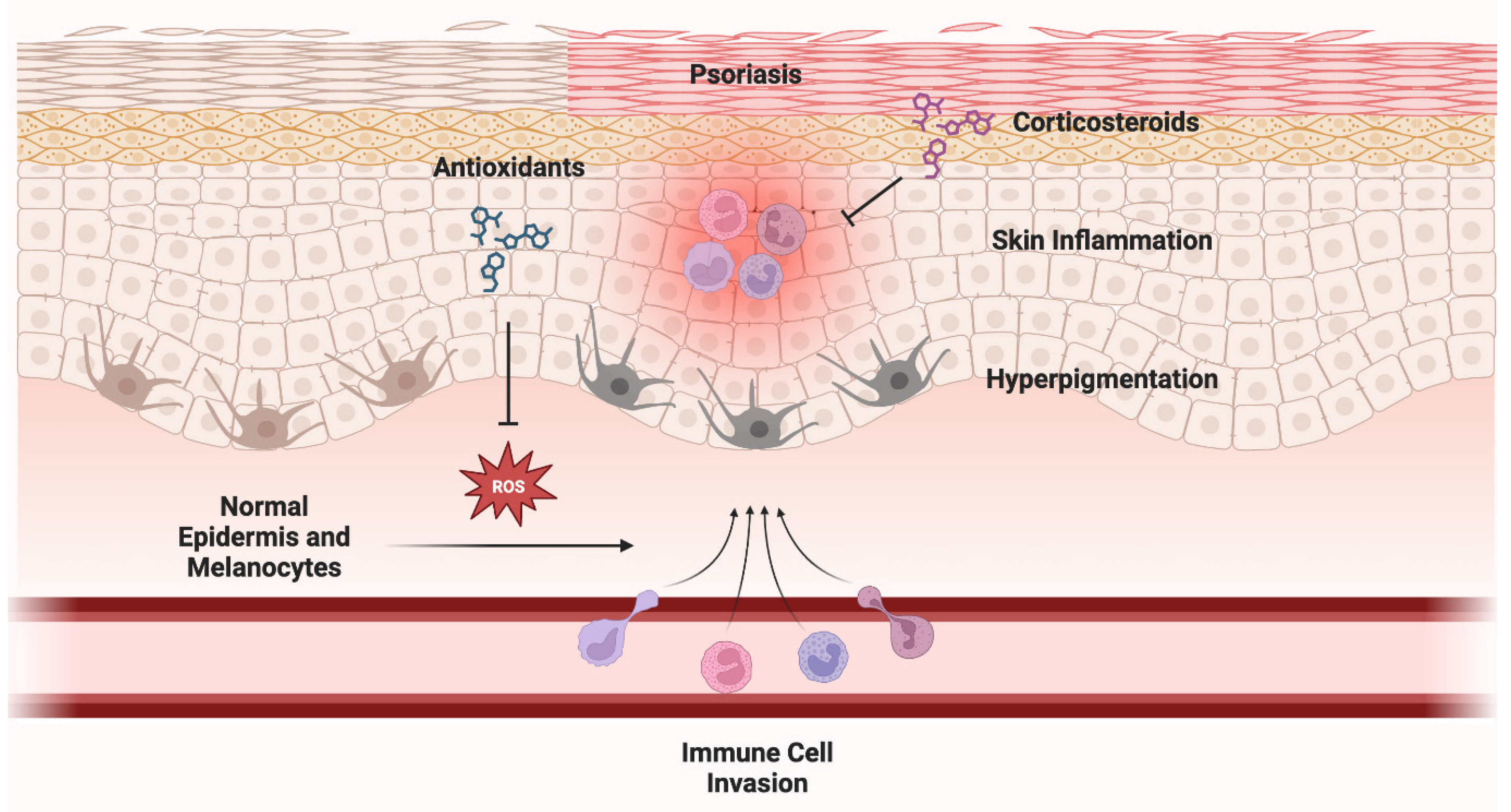 Antioxidants 12 01503 g003
