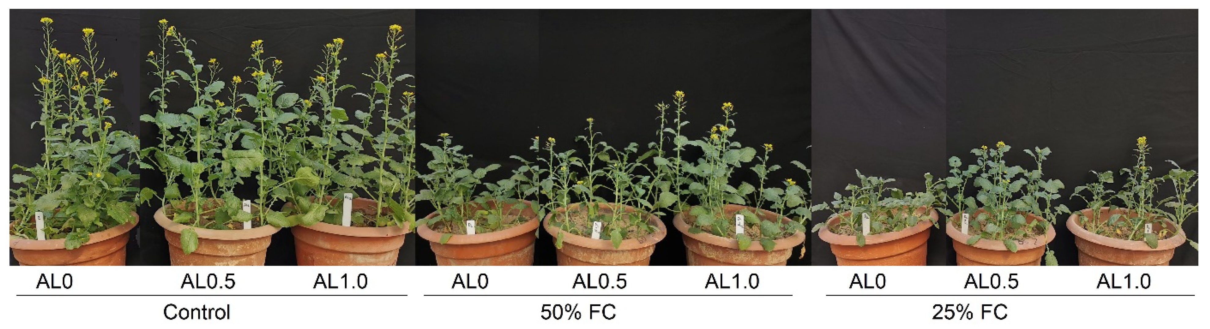 Antioxidants 12 01508 g007 Antioxidants 12 01508 g007